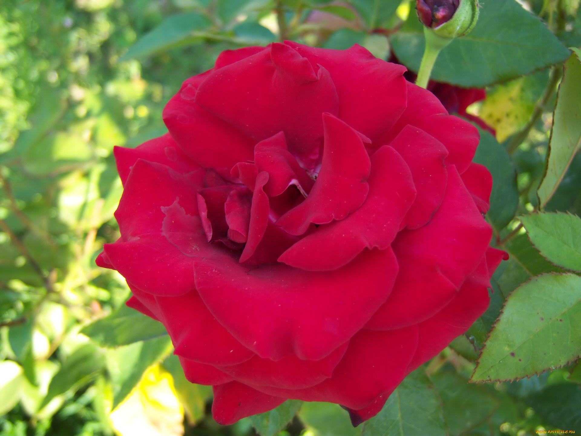 цветы, розы, роза