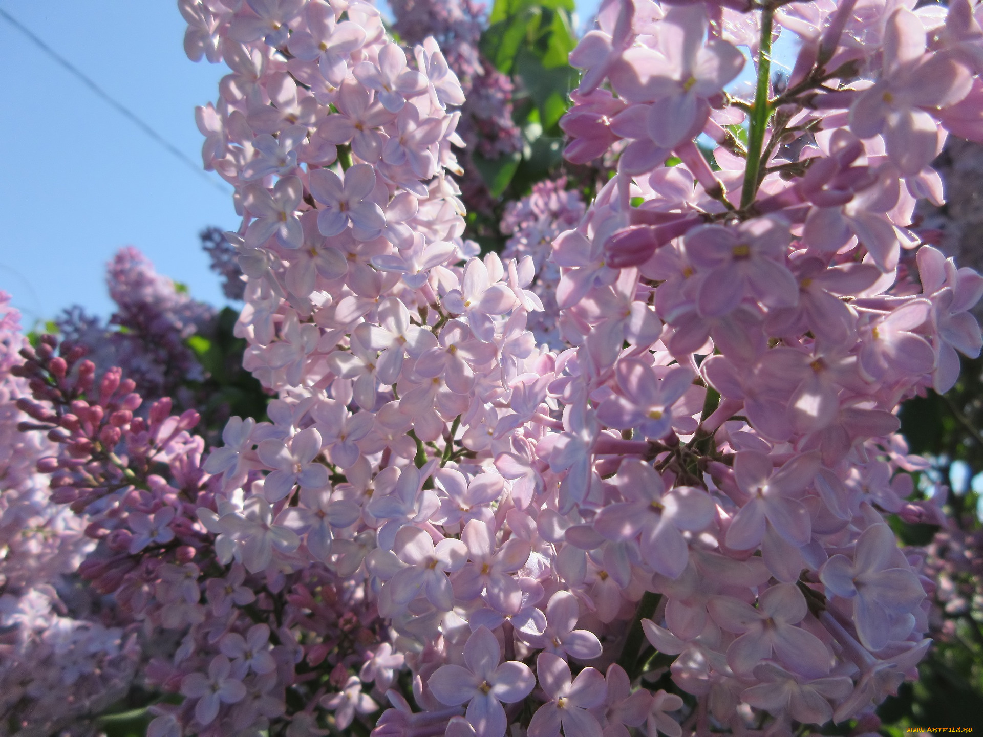 цветы, сирень, весна, 2018