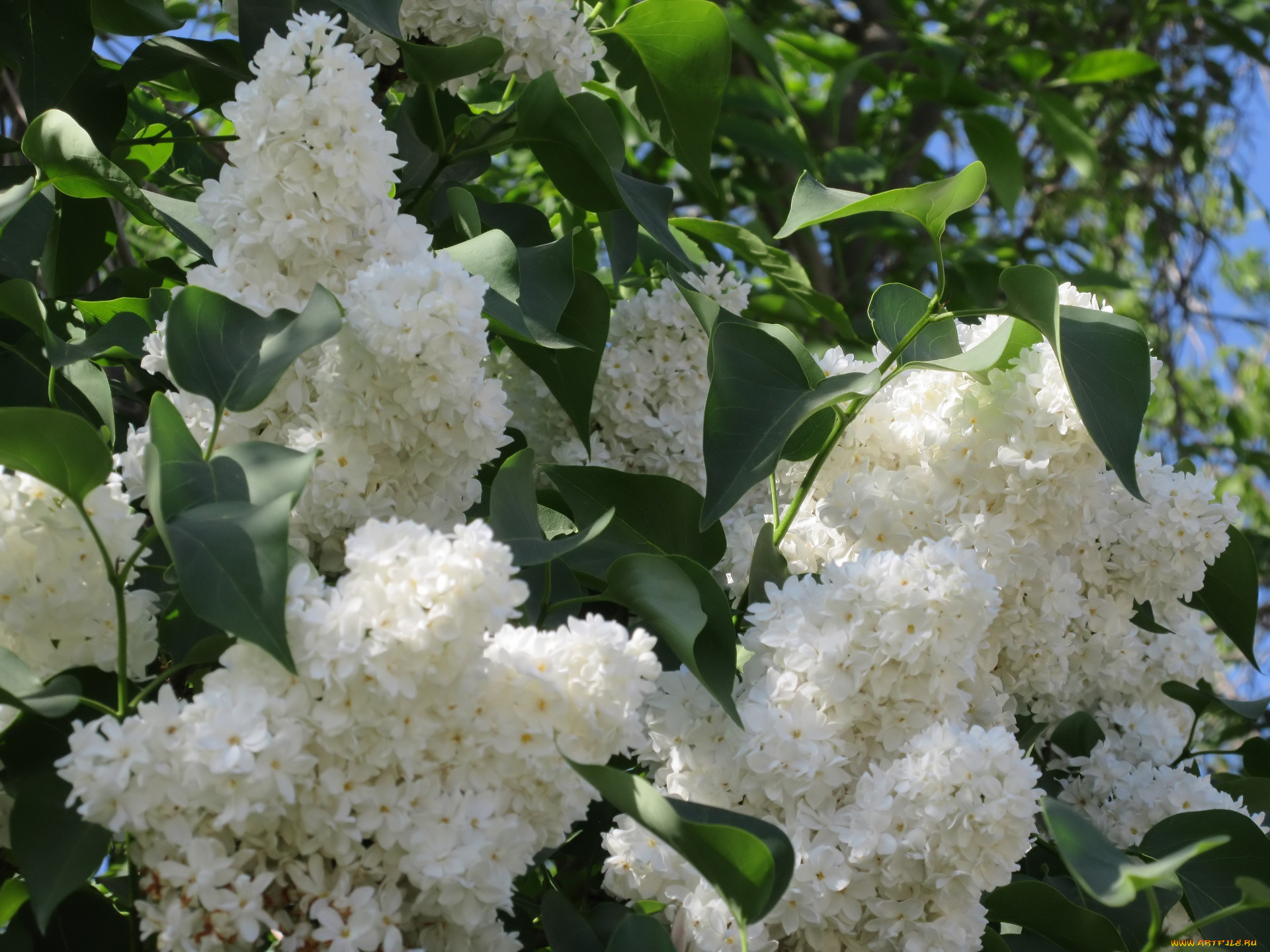 цветы, сирень, весна, 2018