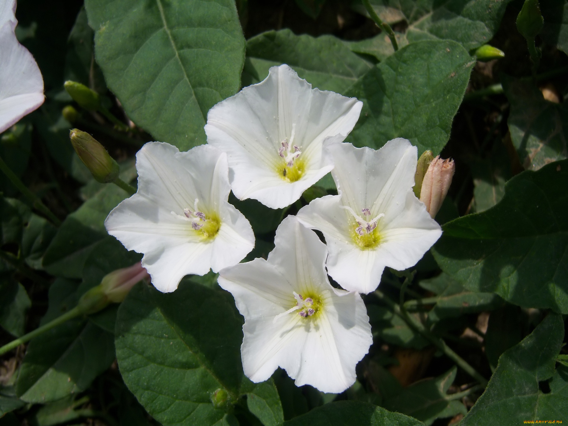 цветы, вьюнки, , ипомеи, берёзка