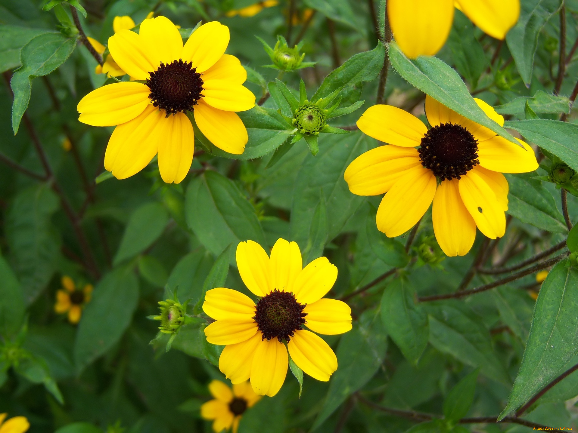 цветы, жёлтые