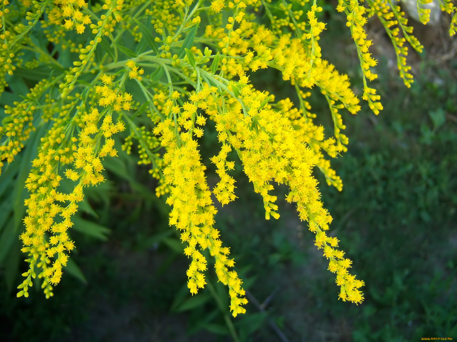 цветы, жёлтые