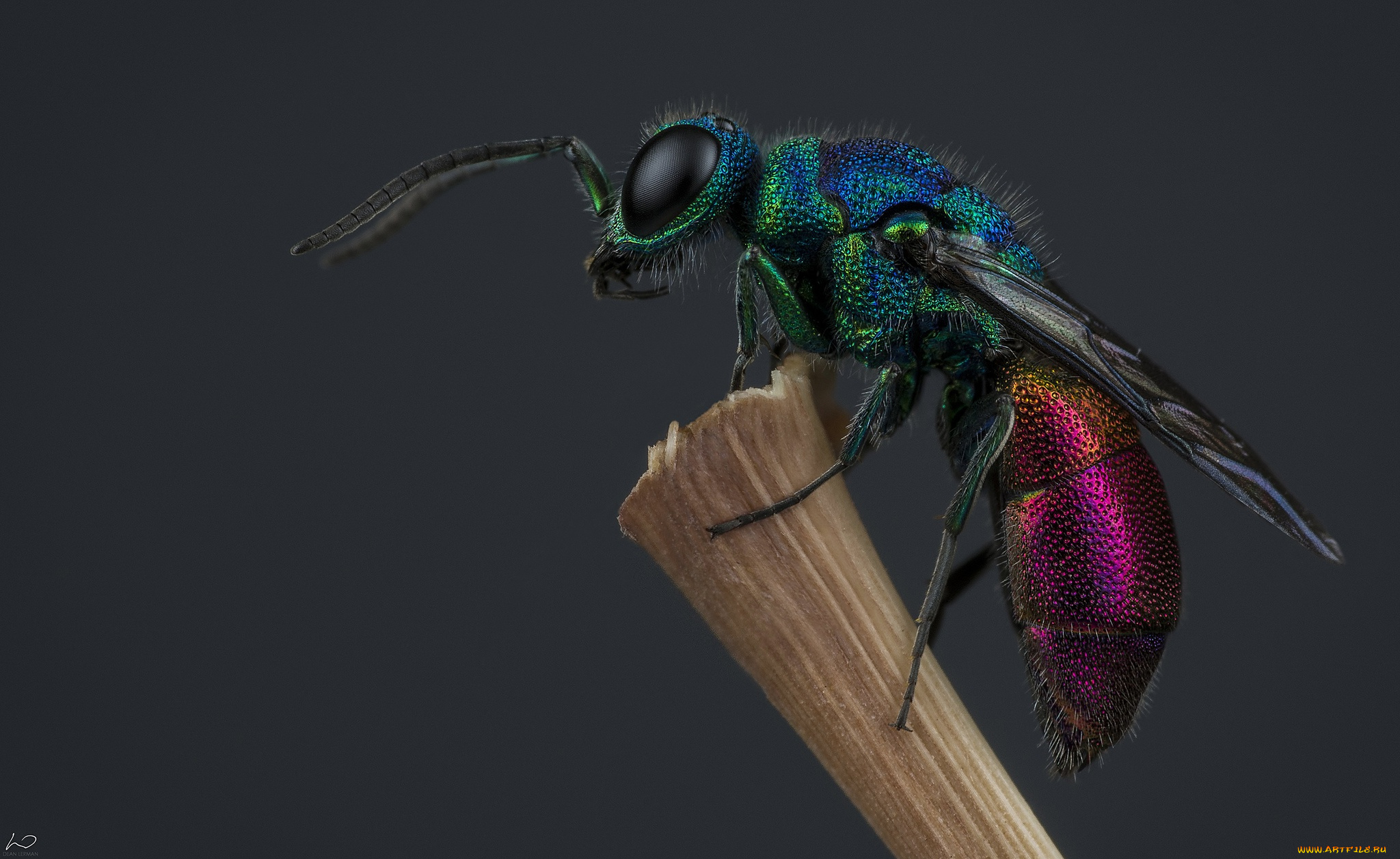 животные, пчелы, , осы, , шмели, оса-блестянка, насекомое, оса