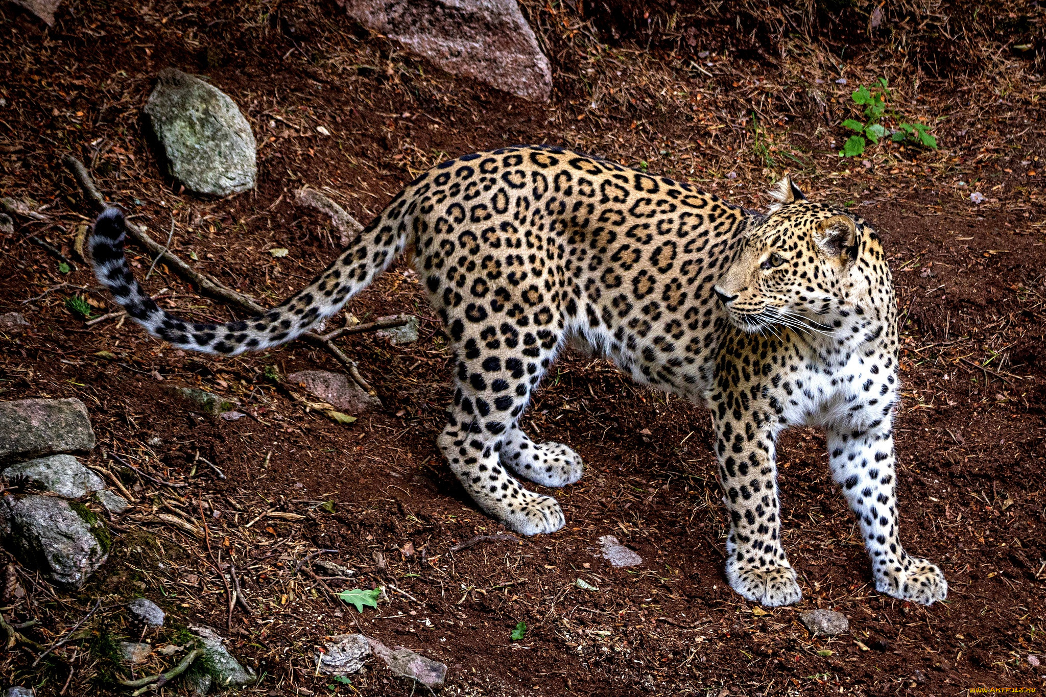 животные, леопарды, animal, леопард, хищник