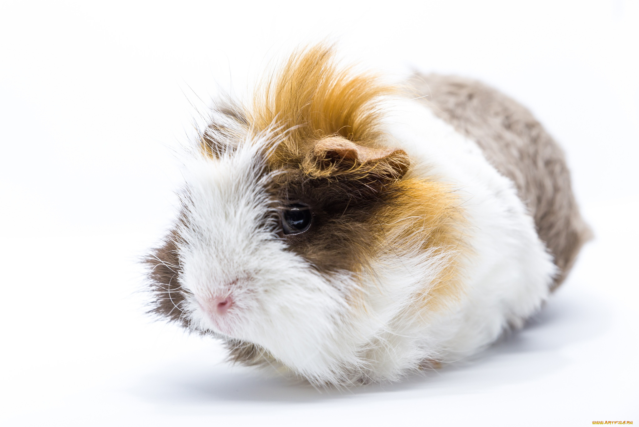 животные, морские, свинки, , хомяки, лохматый, морская, свинка, шерсть