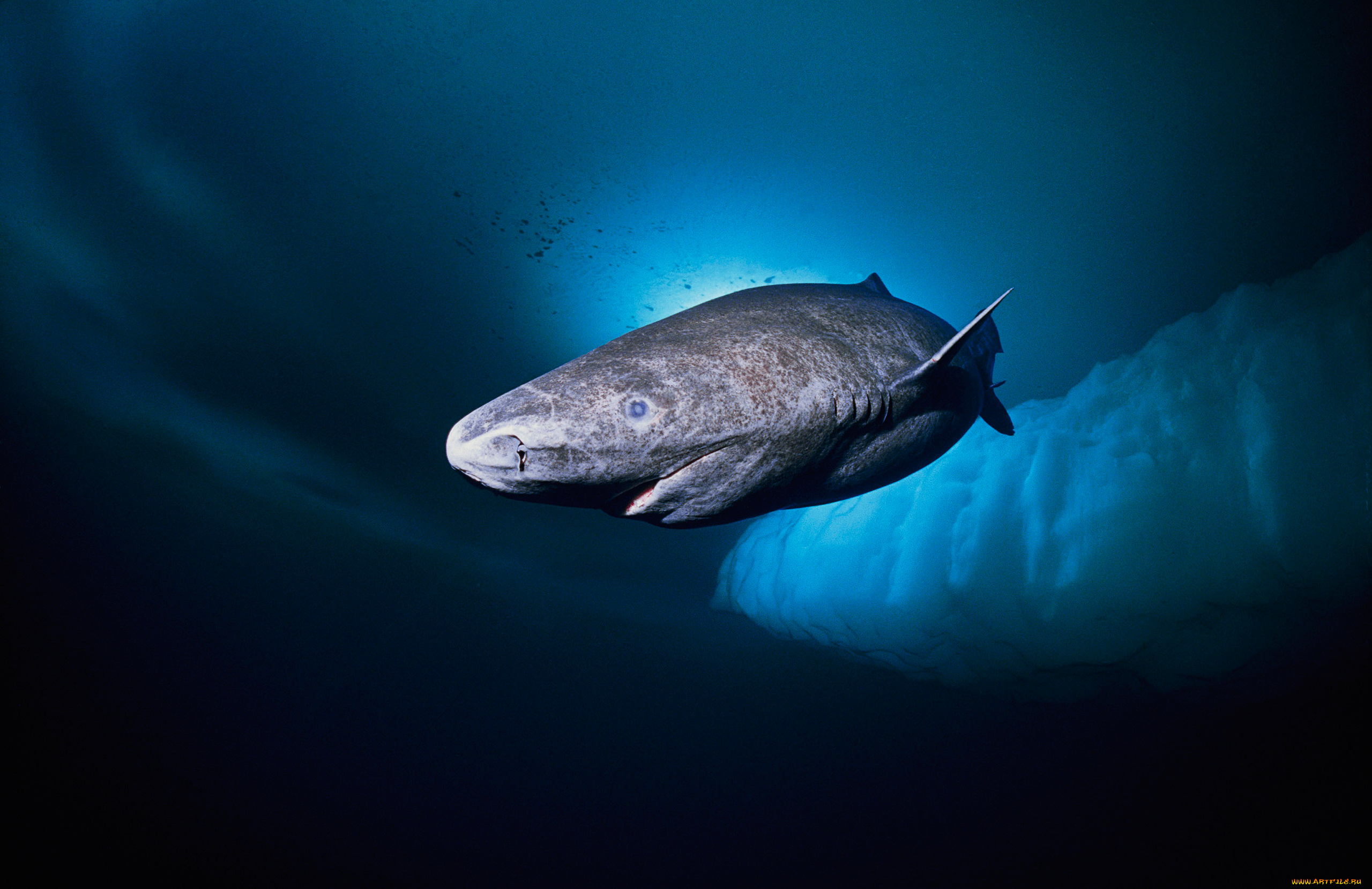 greenland, shark, животные, акулы, greenland, shark, акула, хищник, рыба, вода, глубина, океан