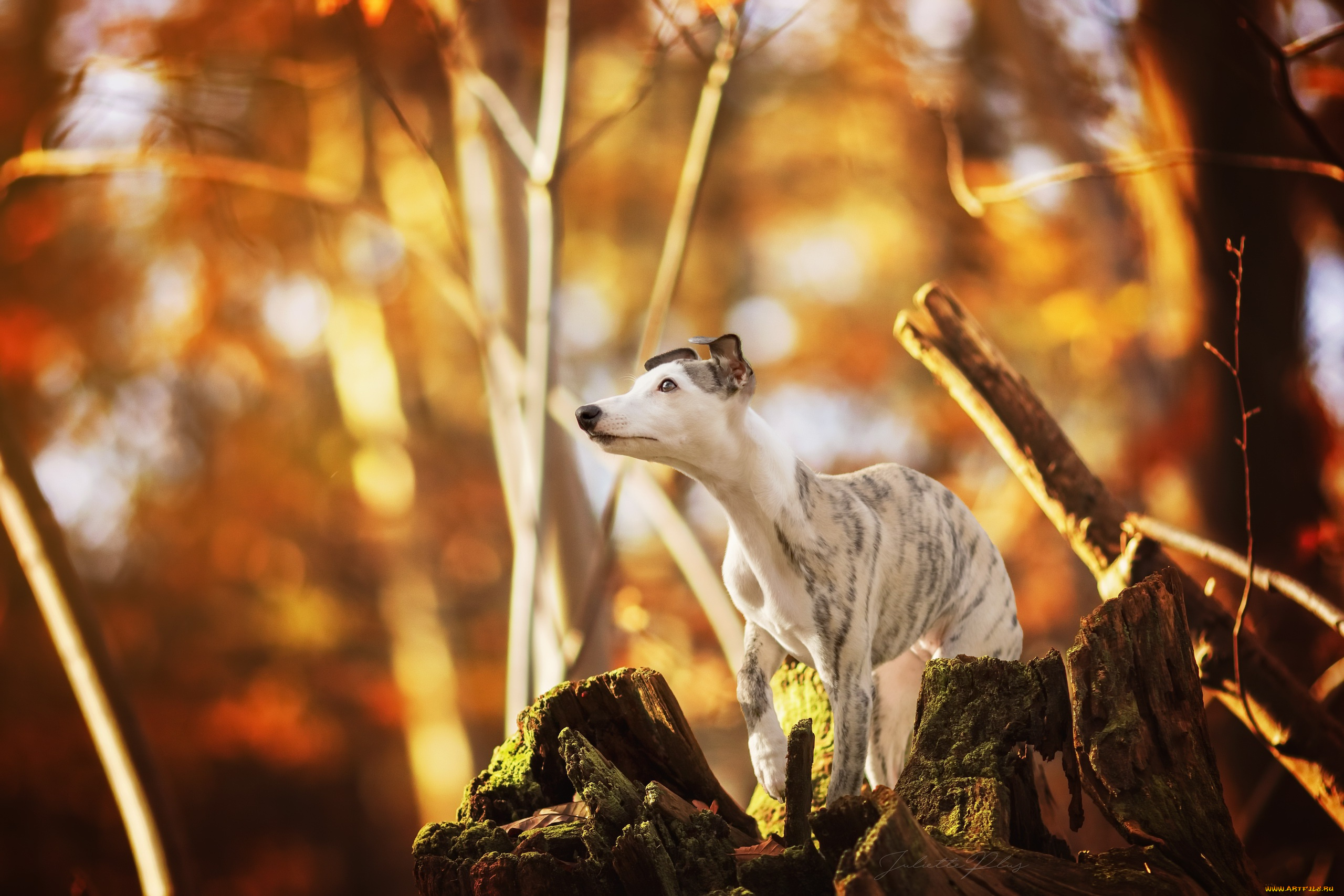 животные, собаки, осень, друг, собака