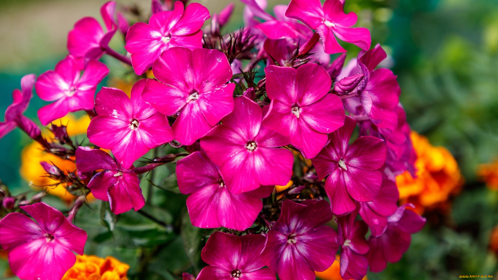 цветы, флоксы, розовый