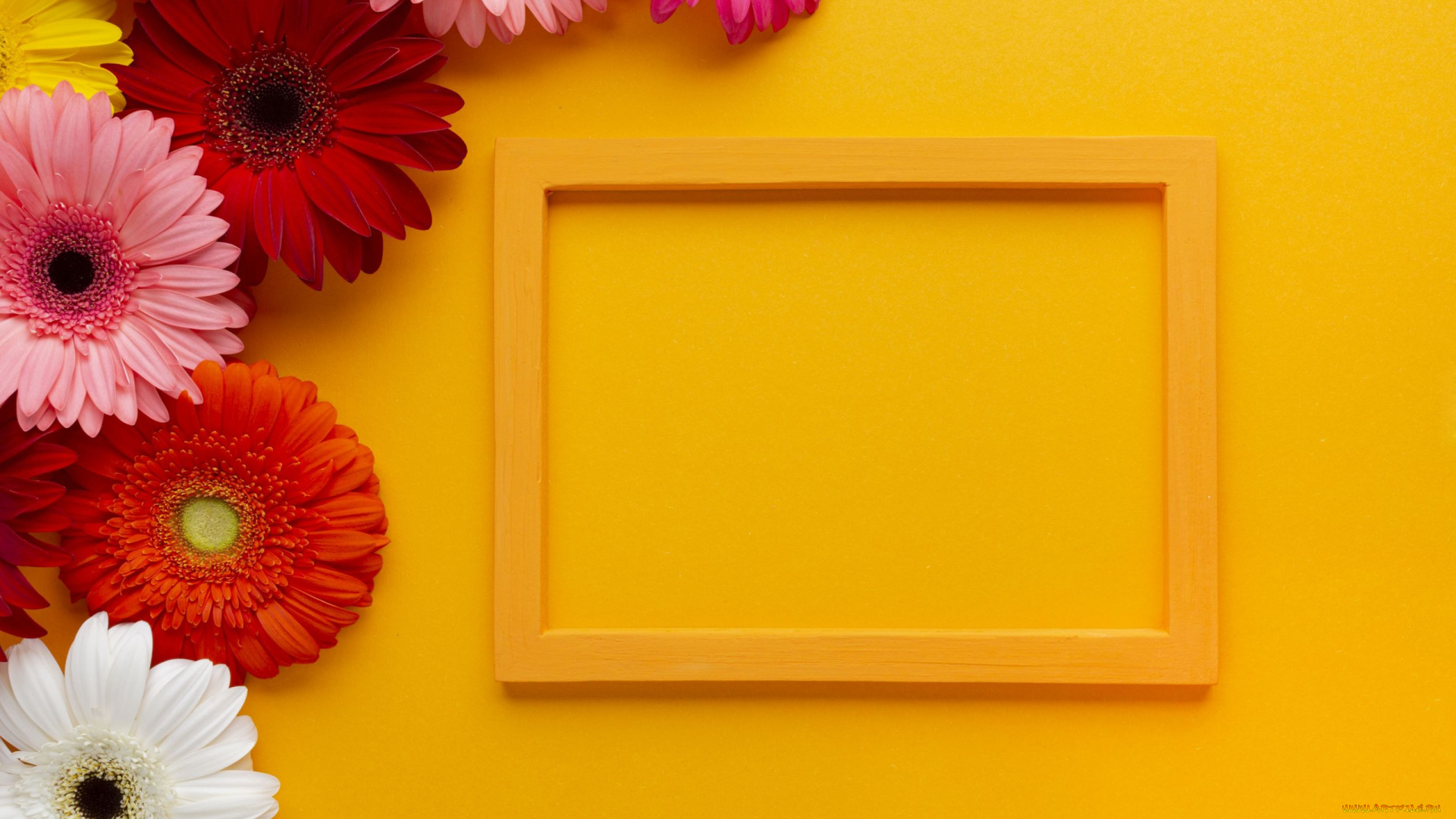 цветы, герберы, рамка, разноцветные
