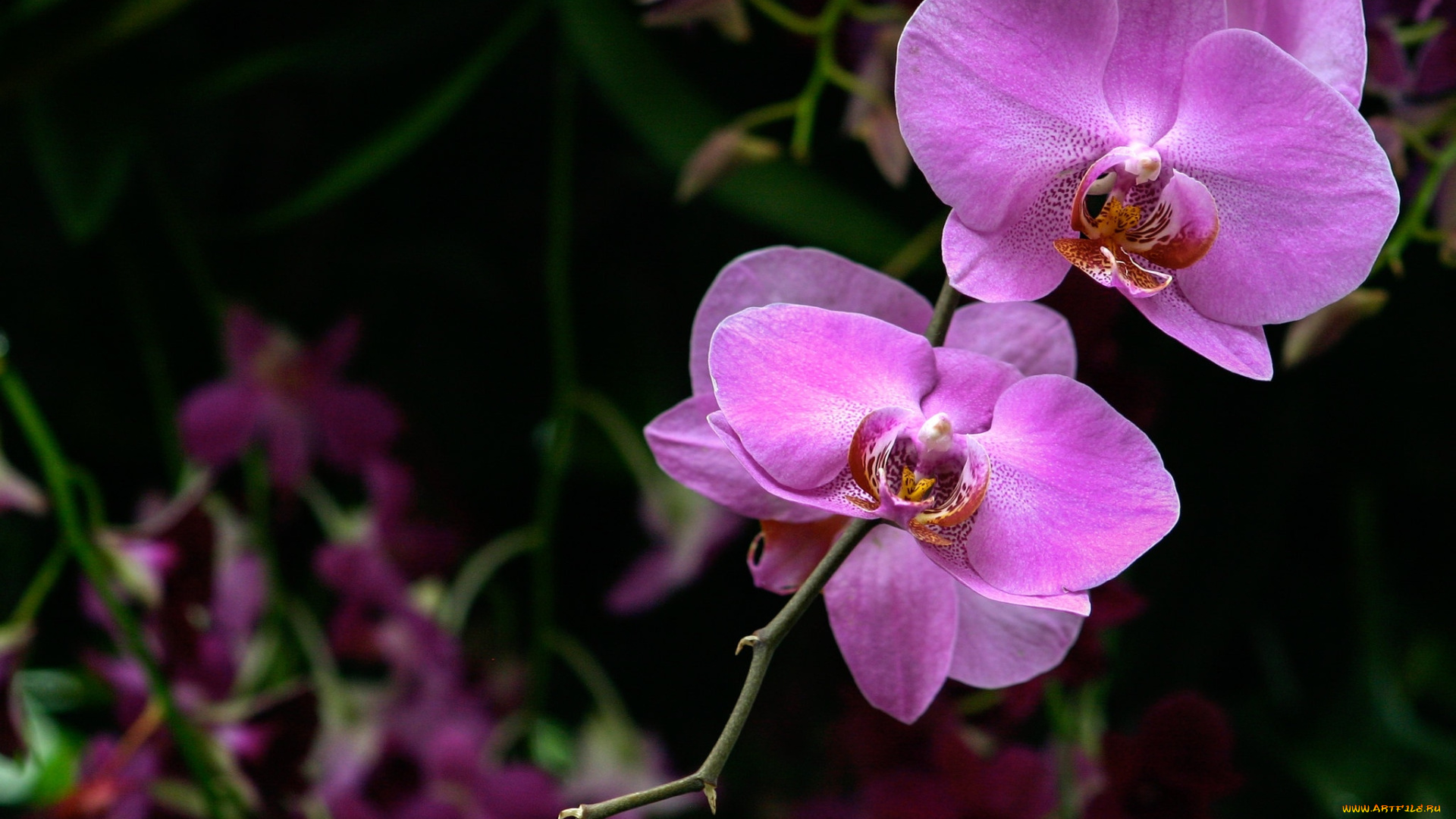 цветы, орхидеи, экзотика
