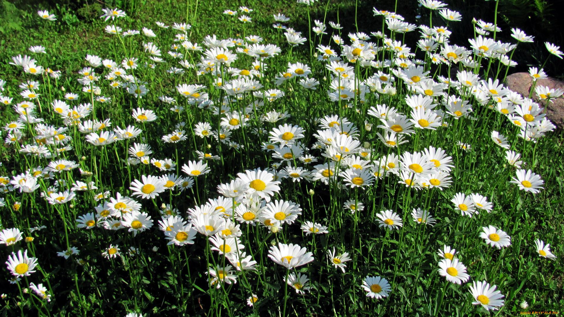 цветы, ромашки, клумба, белые