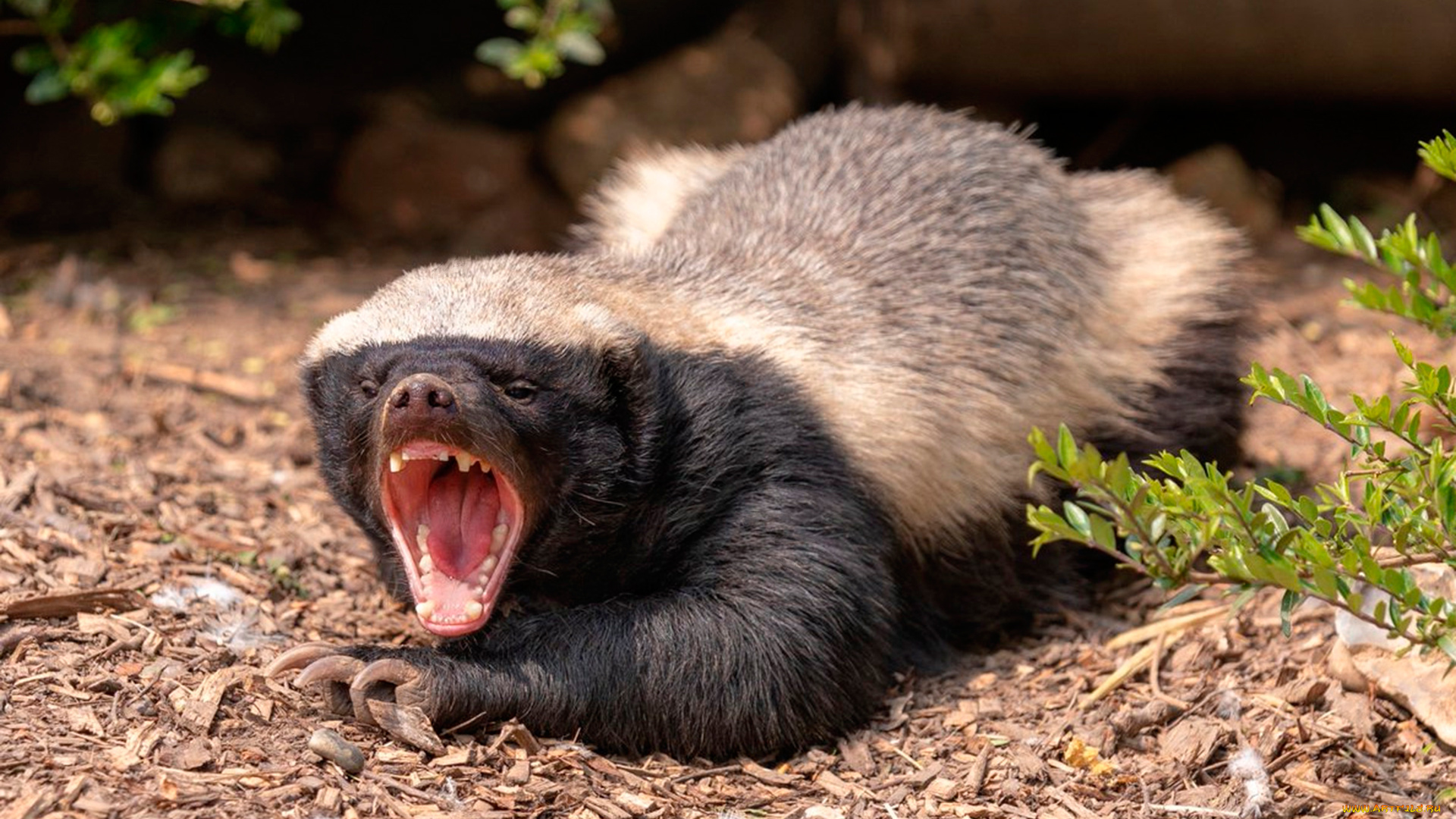 медоед, животные, барсуки, атака, пасть, зубы, клыки, honey, badger, куньи, животное, хищник, африка, бесстрашный, когти, шерсть, млекопитающее