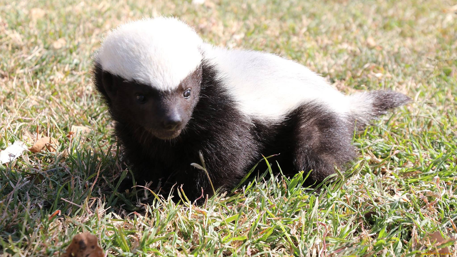 медоед, животные, барсуки, детёныш, honey, badger, куньи, животное, хищник, африка, бесстрашный, когти, шерсть, млекопитающее