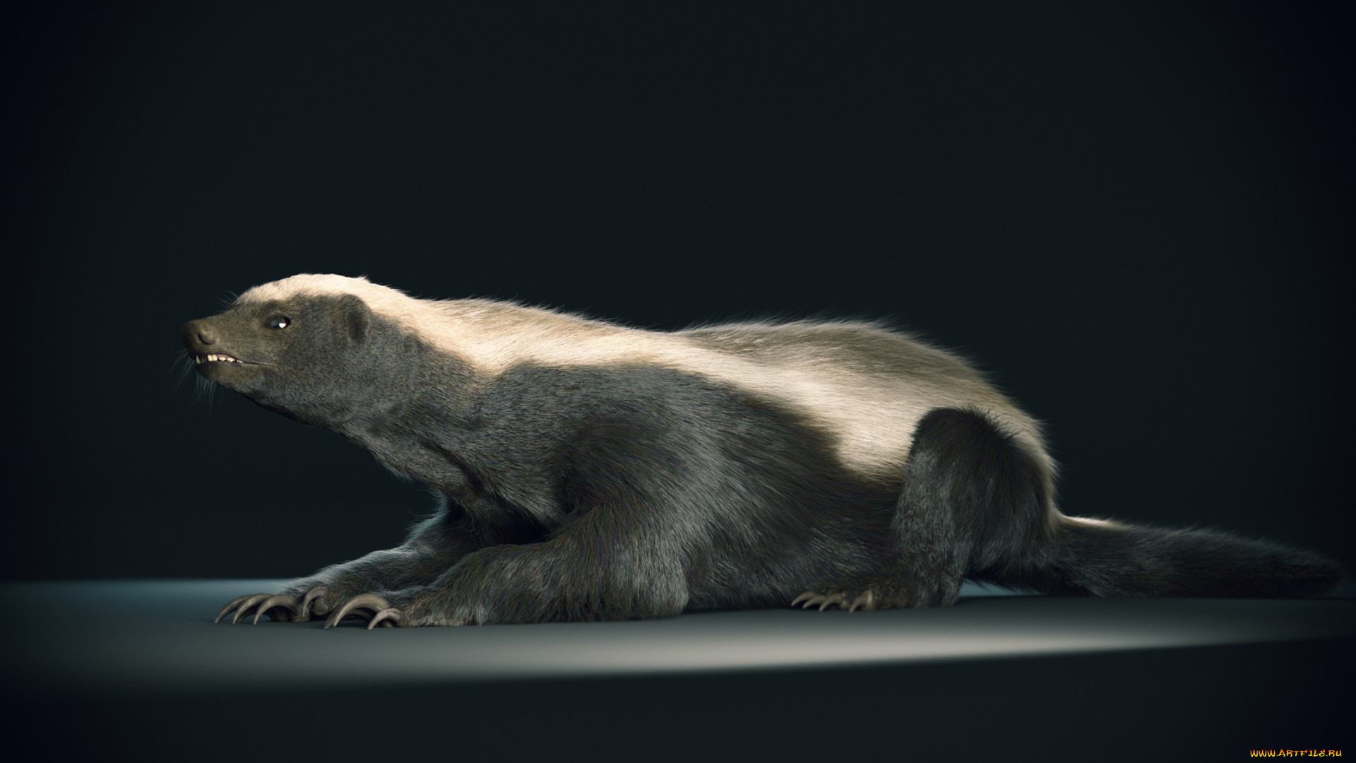 медоед, животные, барсуки, honey, badger, куньи, животное, хищник, африка, бесстрашный, когти, шерсть, млекопитающее