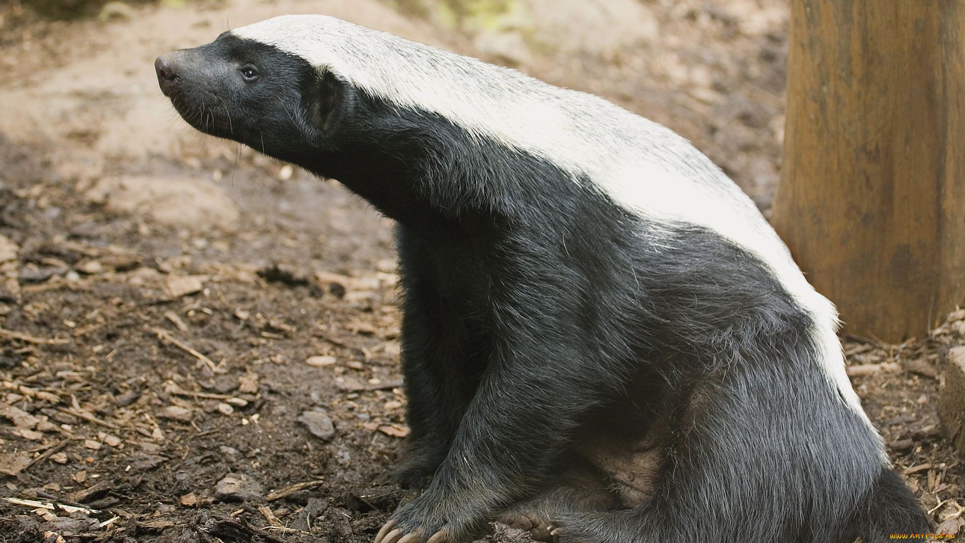 медоед, животные, барсуки, honey, badger, куньи, животное, хищник, африка, бесстрашный, когти, шерсть, млекопитающее