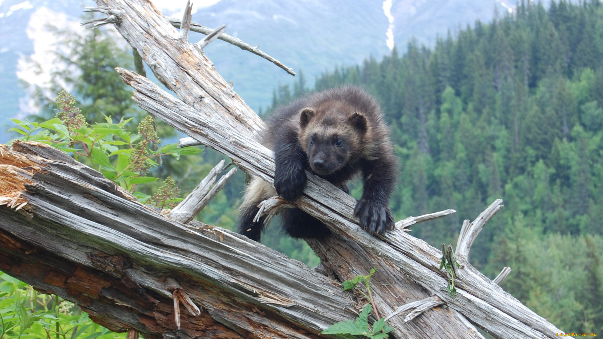 росомаха, животные, росомахи, животное, хищник, млекопитающее, куньи, опасное, мех, когти