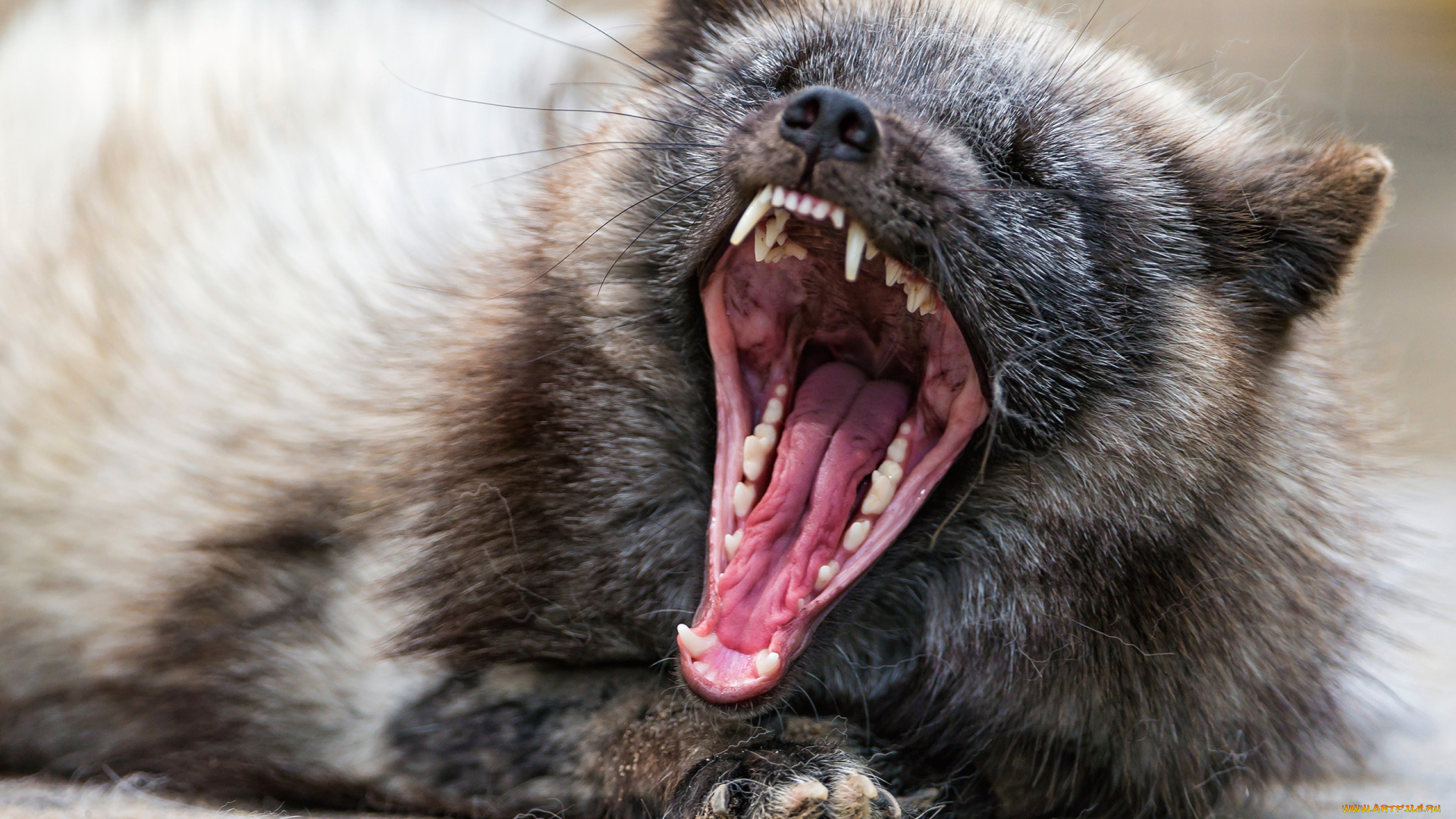 соболь, животные, хорьки, , куницы, , горностаи, , ласки, , соболи, животное, куньи, куницы, хищник, мех, ценный, баргузинский, байкал, красная, книга, заповедник