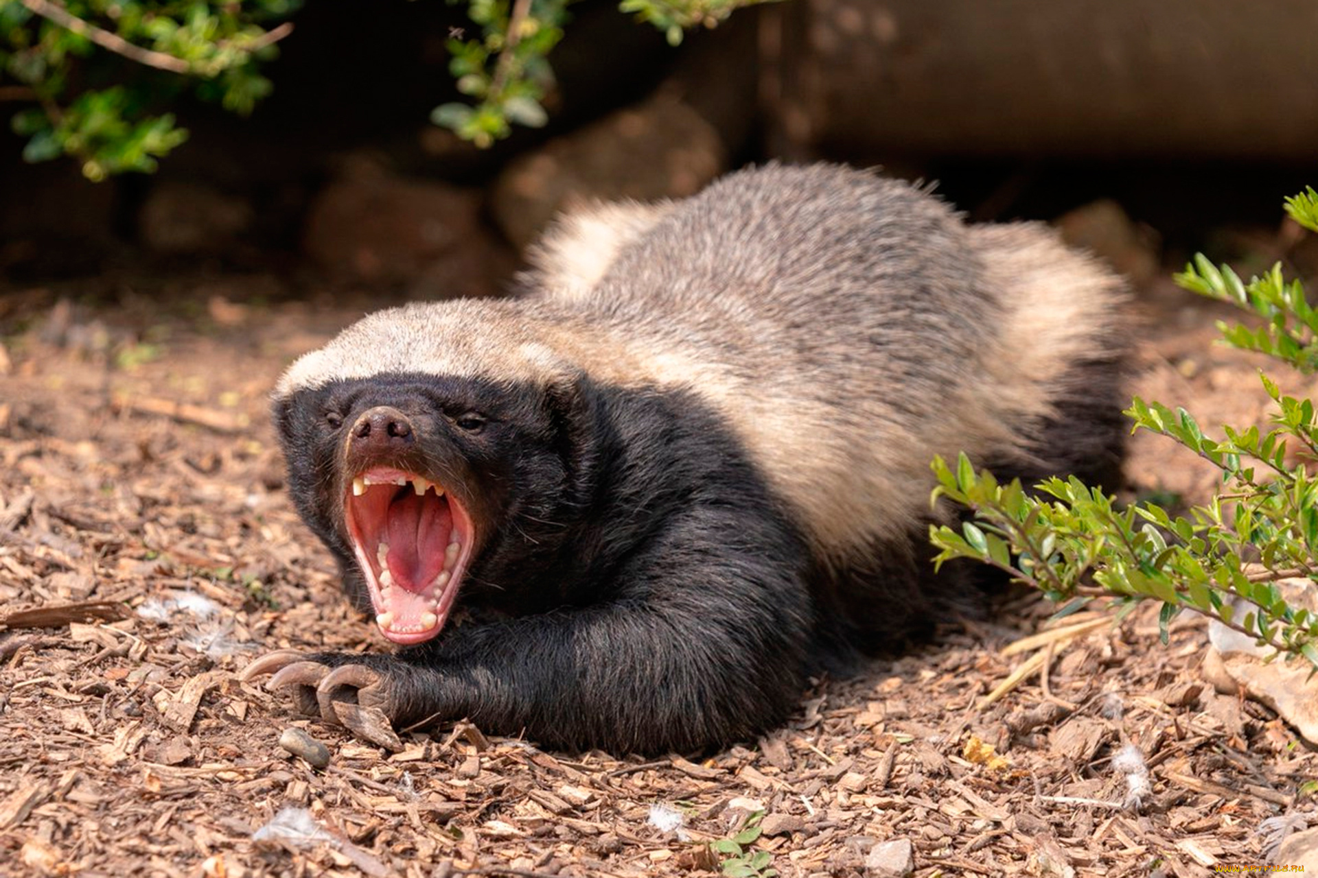 медоед, животные, барсуки, атака, пасть, зубы, клыки, honey, badger, куньи, животное, хищник, африка, бесстрашный, когти, шерсть, млекопитающее