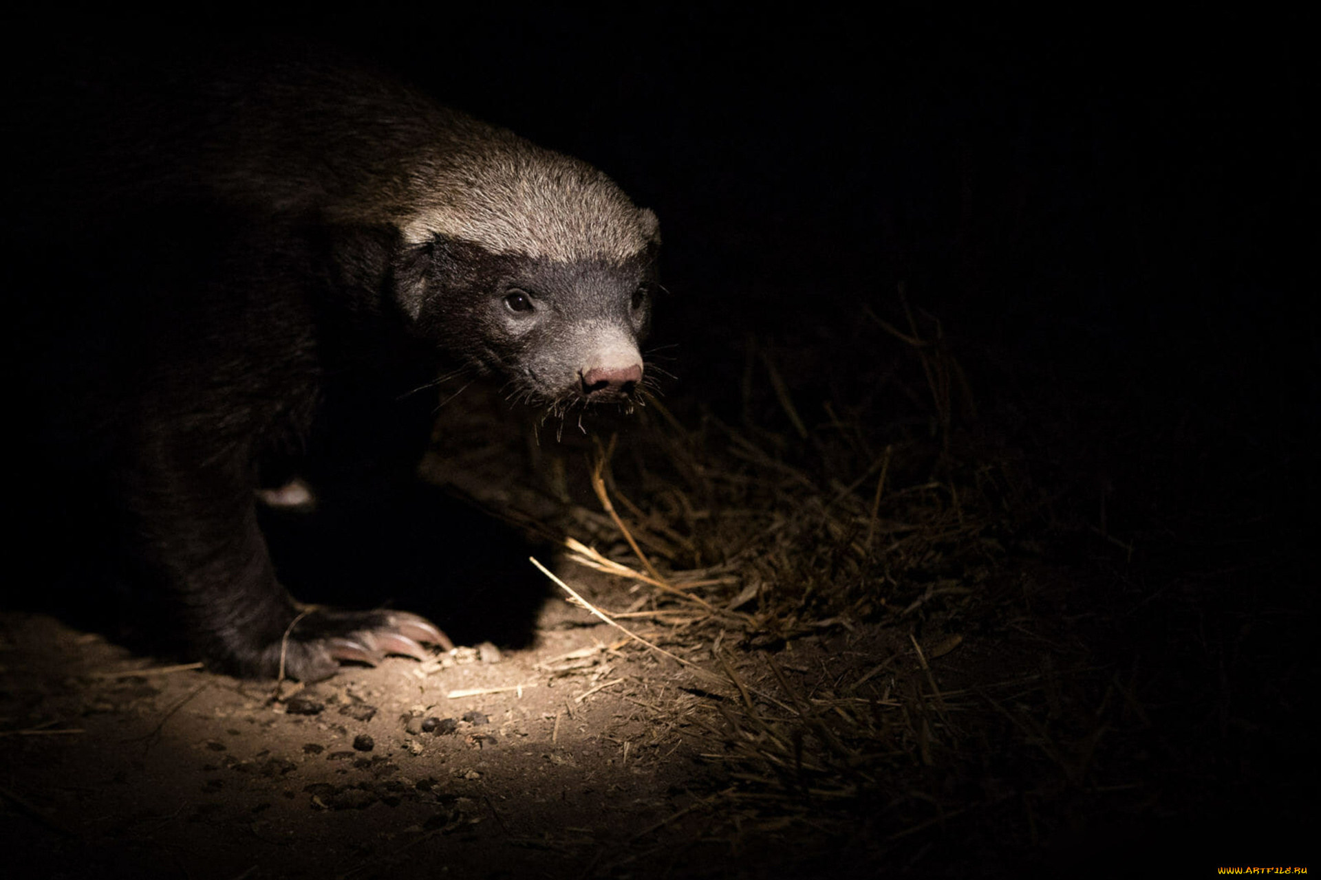 медоед, животные, барсуки, honey, badger, куньи, животное, хищник, африка, бесстрашный, когти, шерсть, млекопитающее