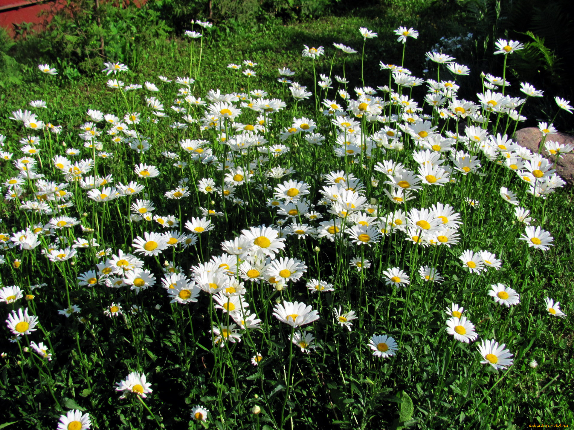 цветы, ромашки, клумба, белые