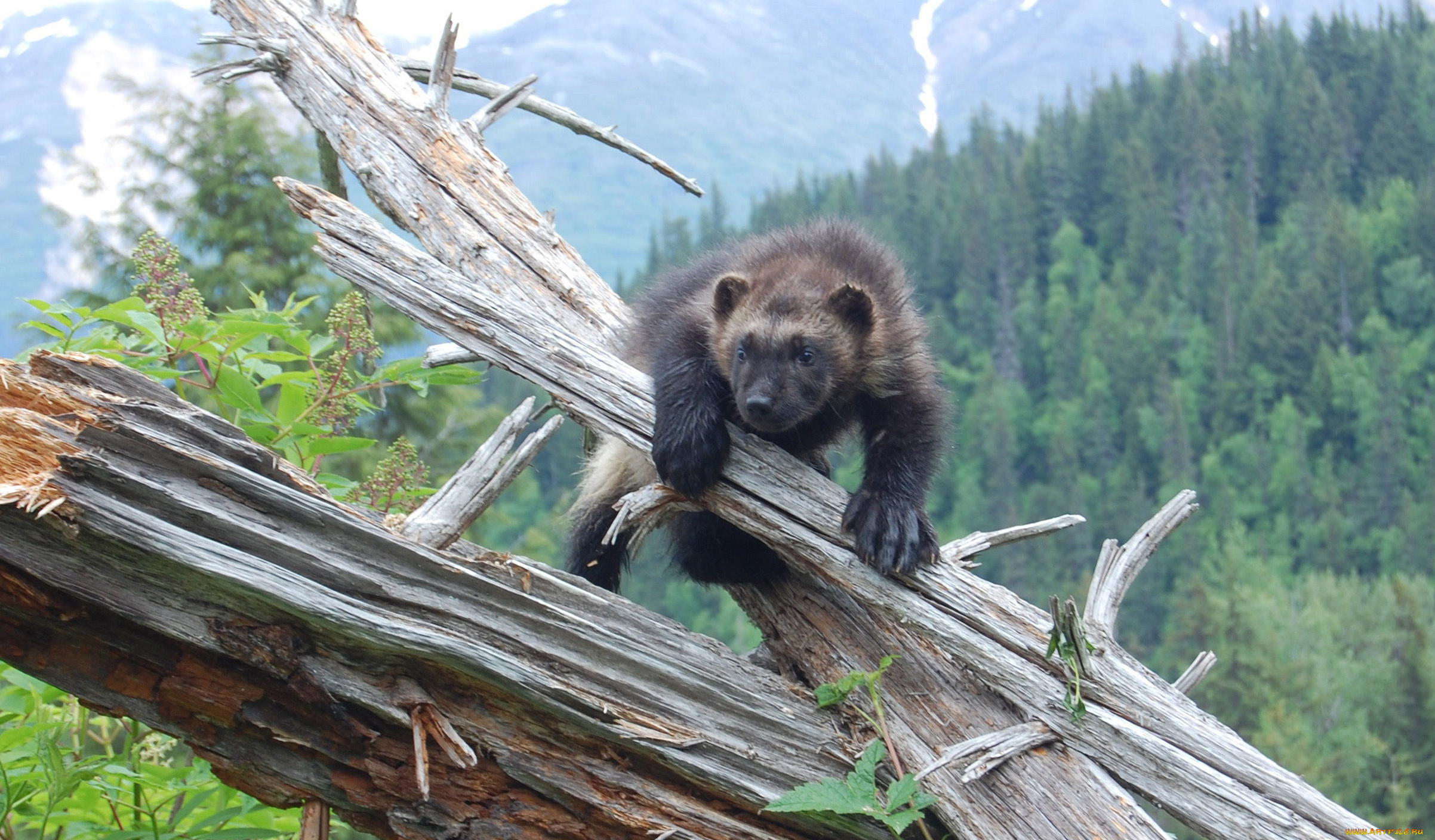 росомаха, животные, росомахи, животное, хищник, млекопитающее, куньи, опасное, мех, когти