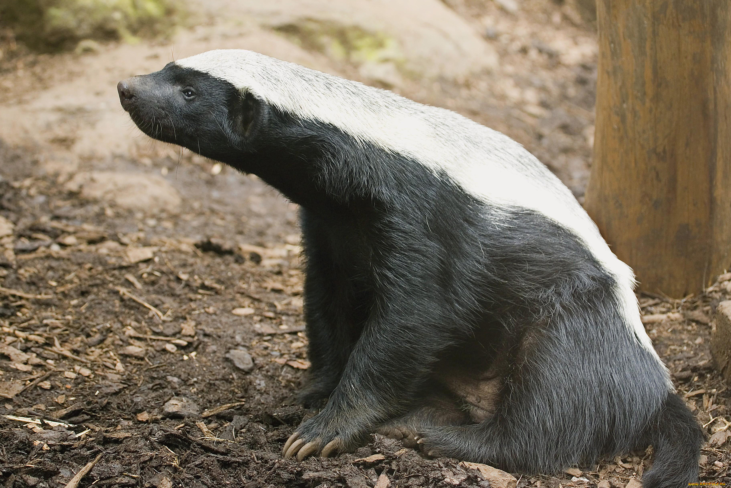 медоед, животные, барсуки, honey, badger, куньи, животное, хищник, африка, бесстрашный, когти, шерсть, млекопитающее