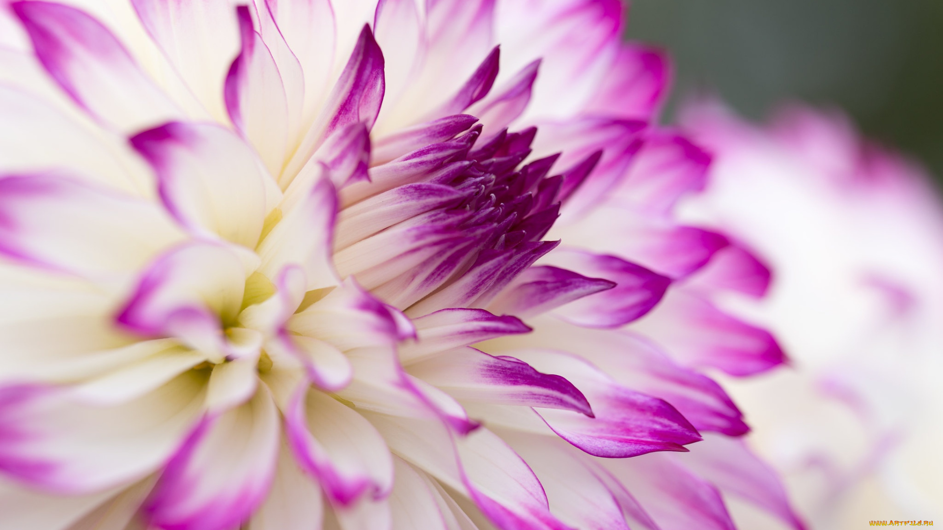 цветы, георгины, цветок, макро, георгина, бело-розовая