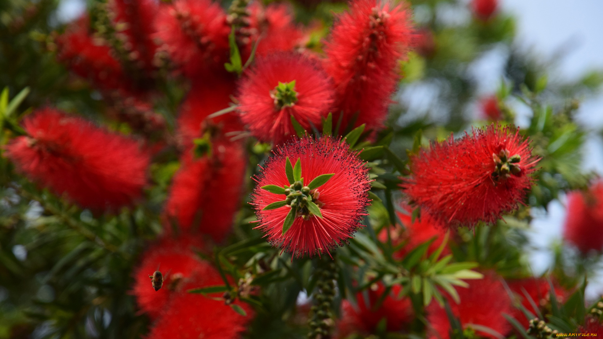 цветы, каллистемон, красные, экзотические