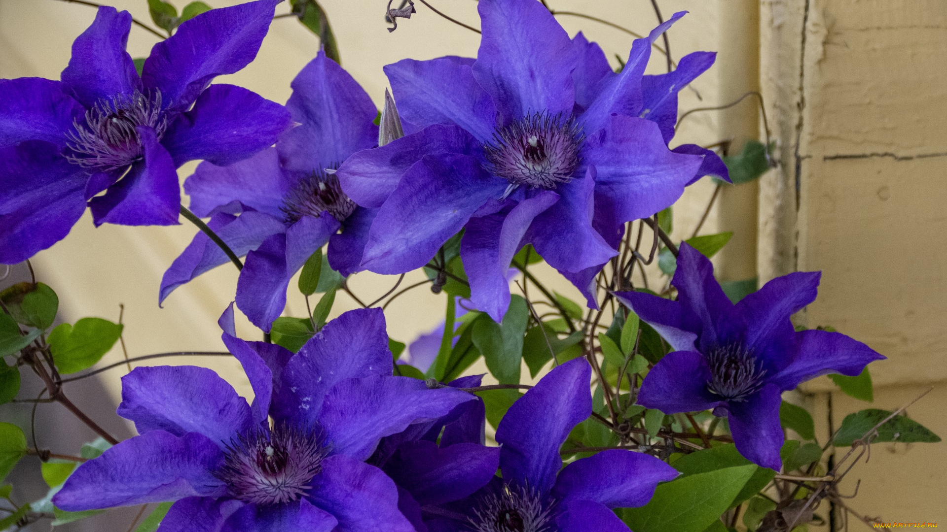 цветы, клематис, , ломонос, куст, клематис, лиловый