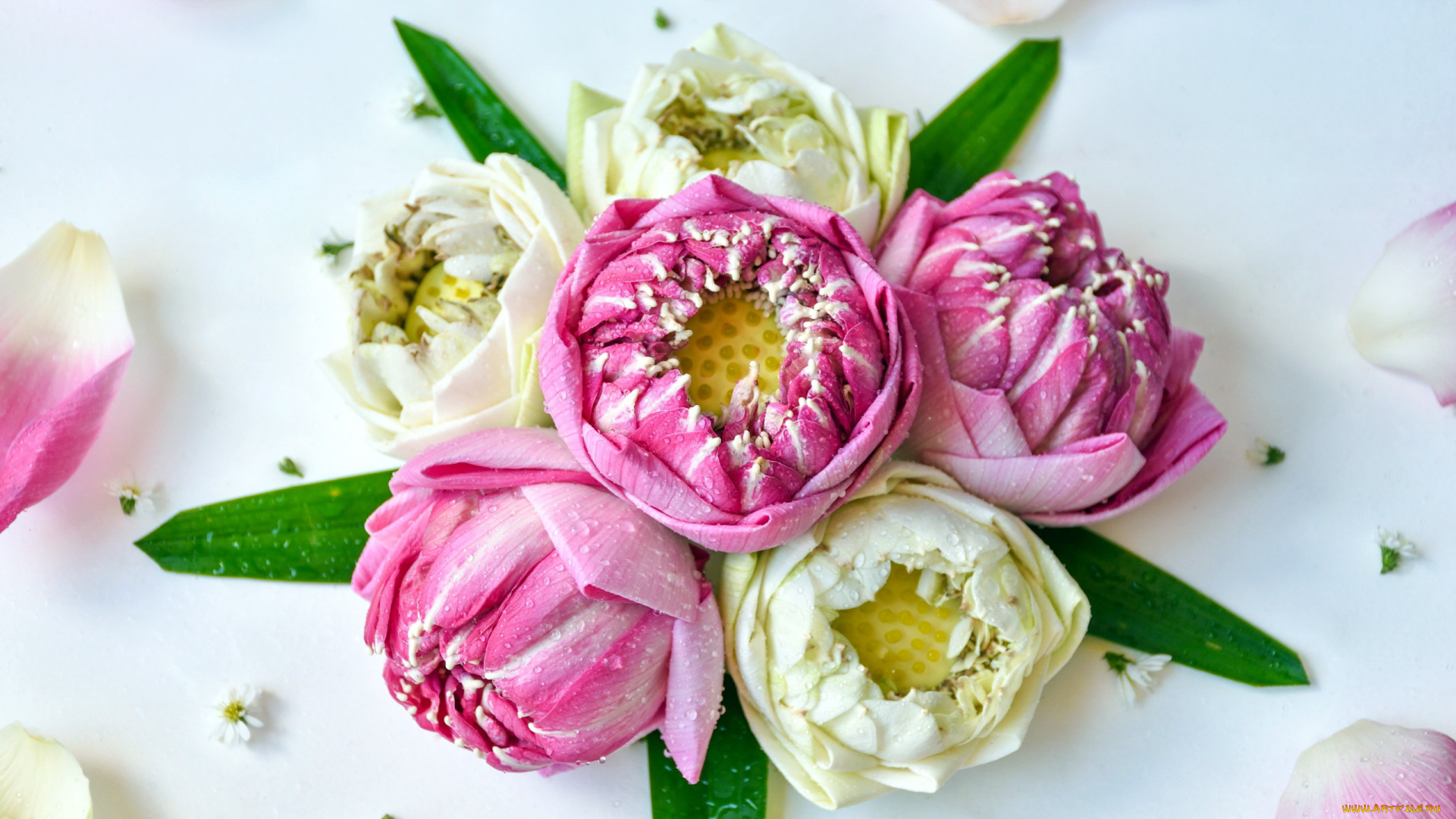 цветы, лотосы, композиция, капли