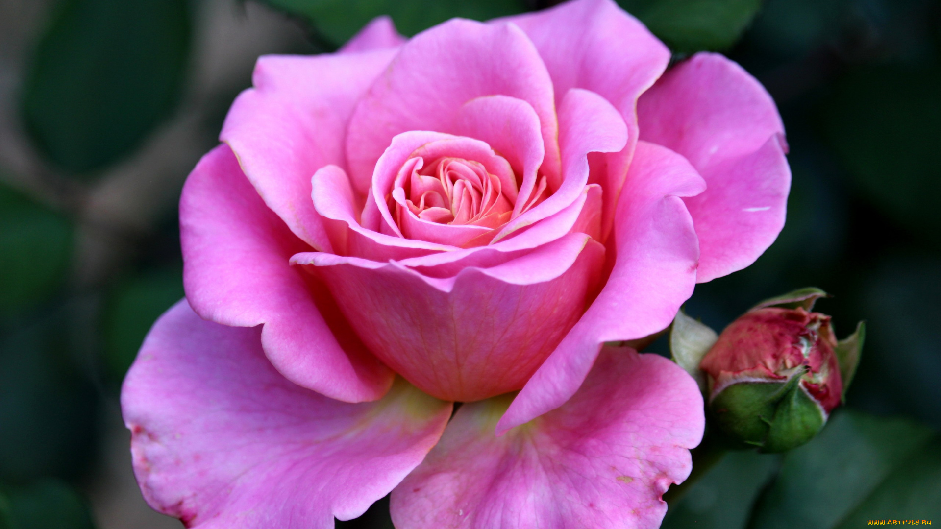 цветы, розы, розовая, роза, макро, бутон