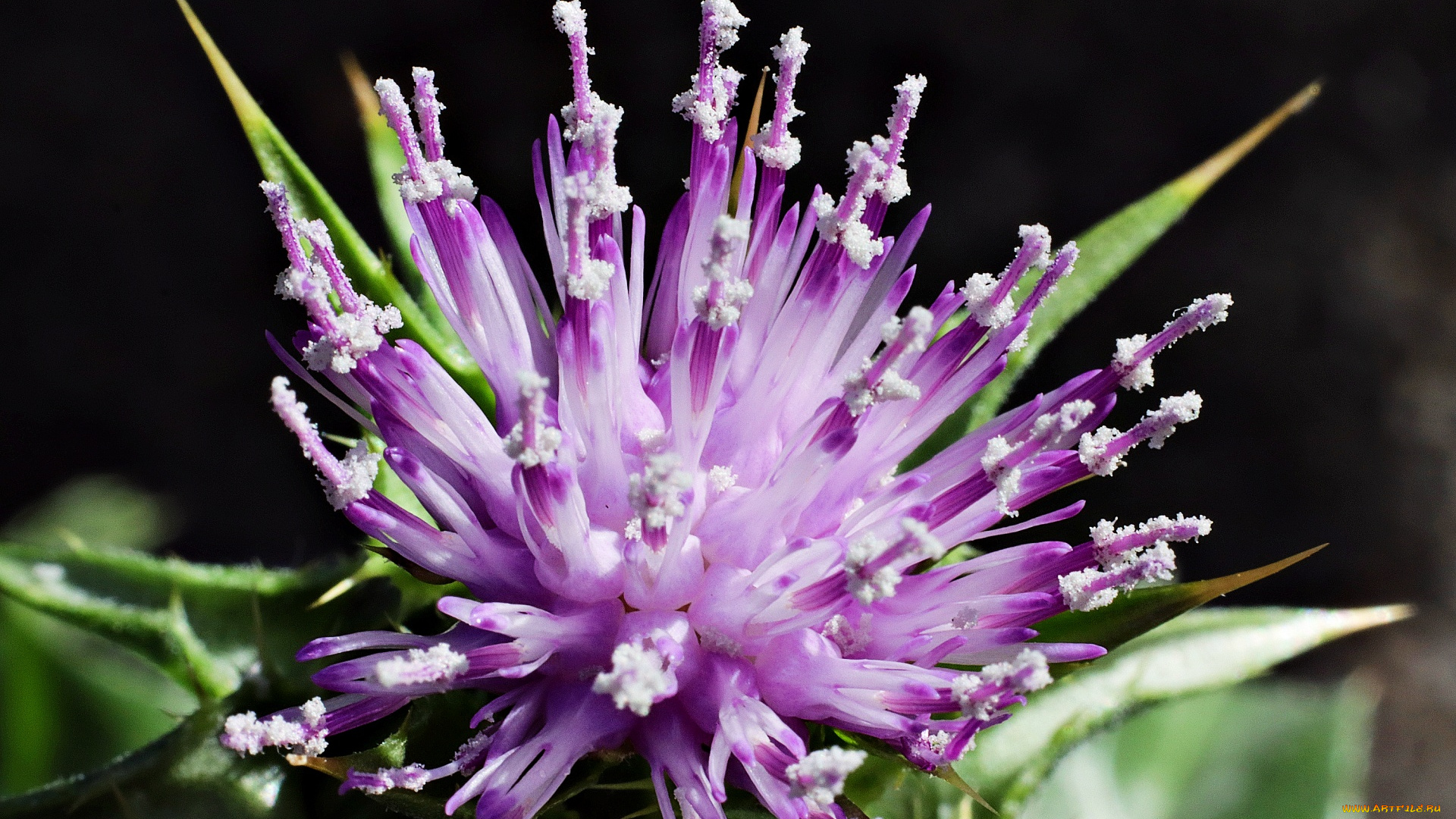 milk, thistle, flower, расторопша, пятнистая, цветы, milk, thistle, flower, расторопша, пятнистая