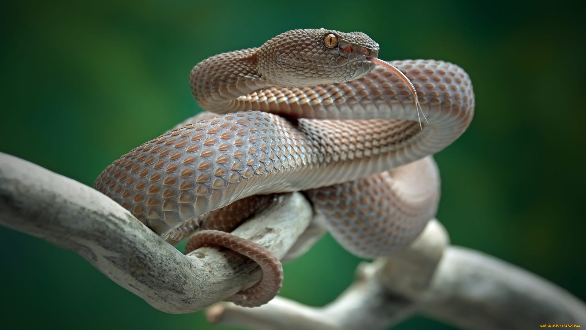 питон, животные, змеи, , питоны, , кобры, язык, взгляд, змея, ветка, серая, зеленый, фон