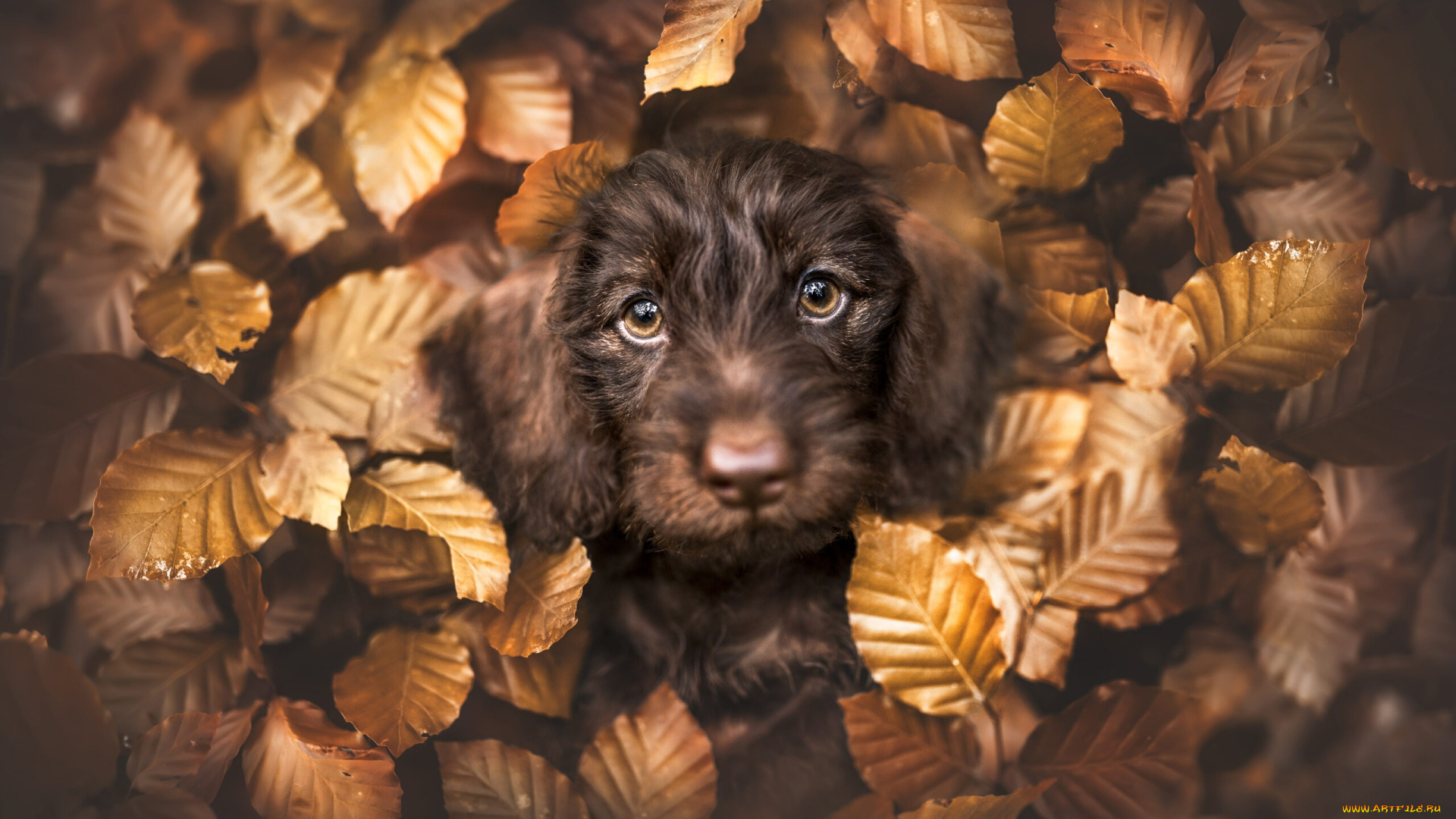 животные, собаки, собака