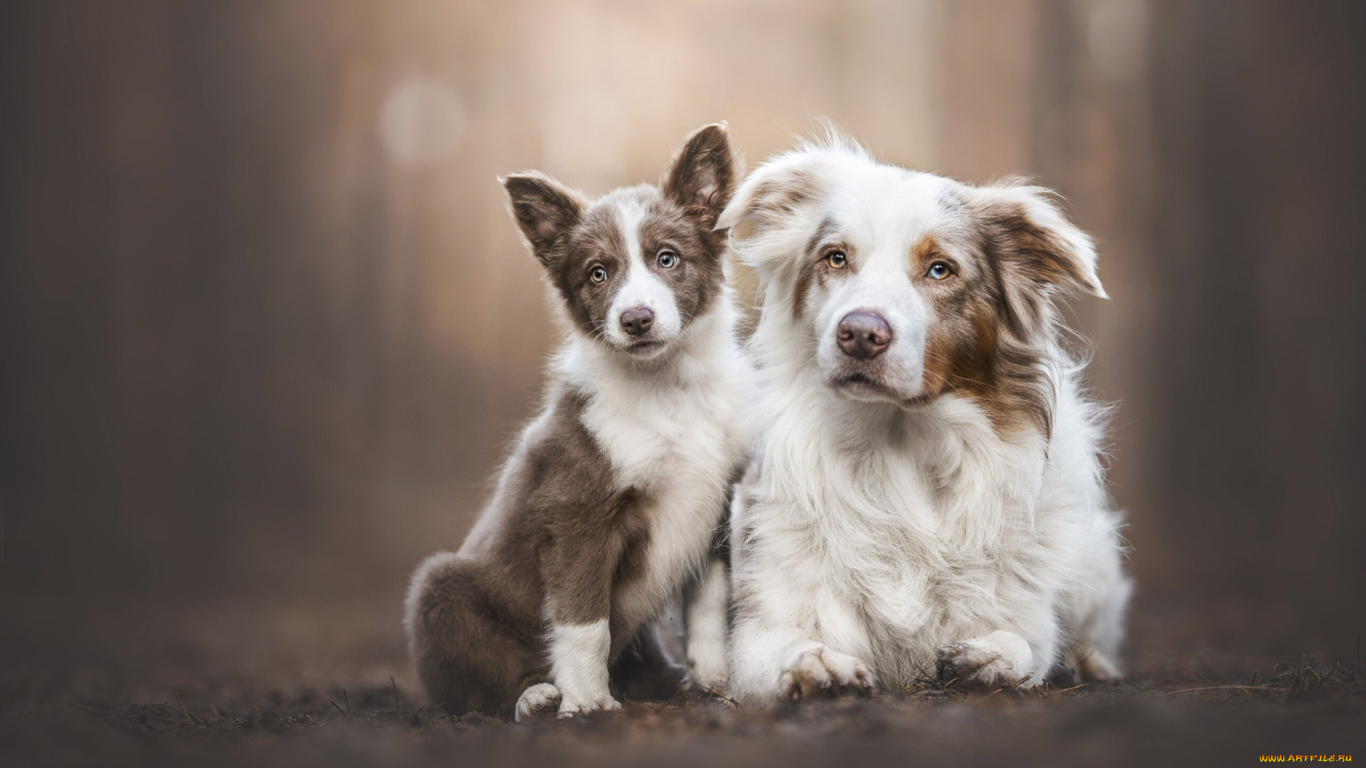 животные, собаки, собака