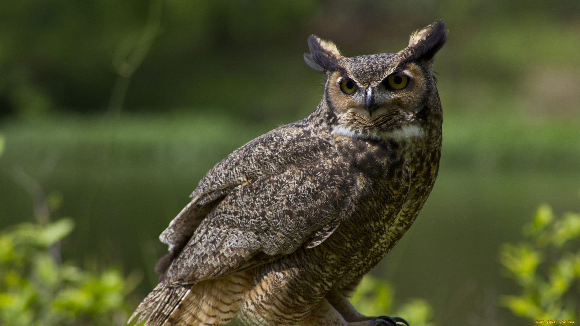 животные, совы, сова, птица, филин