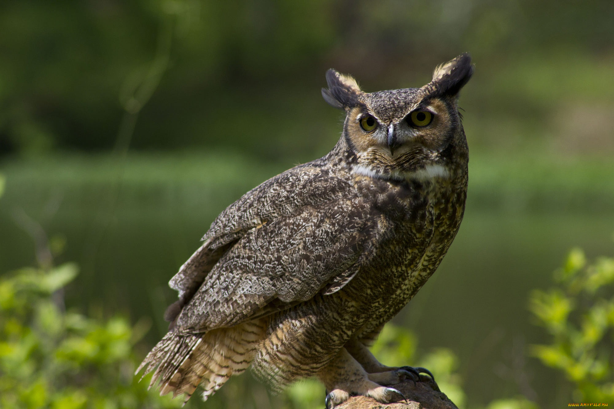 животные, совы, сова, птица, филин