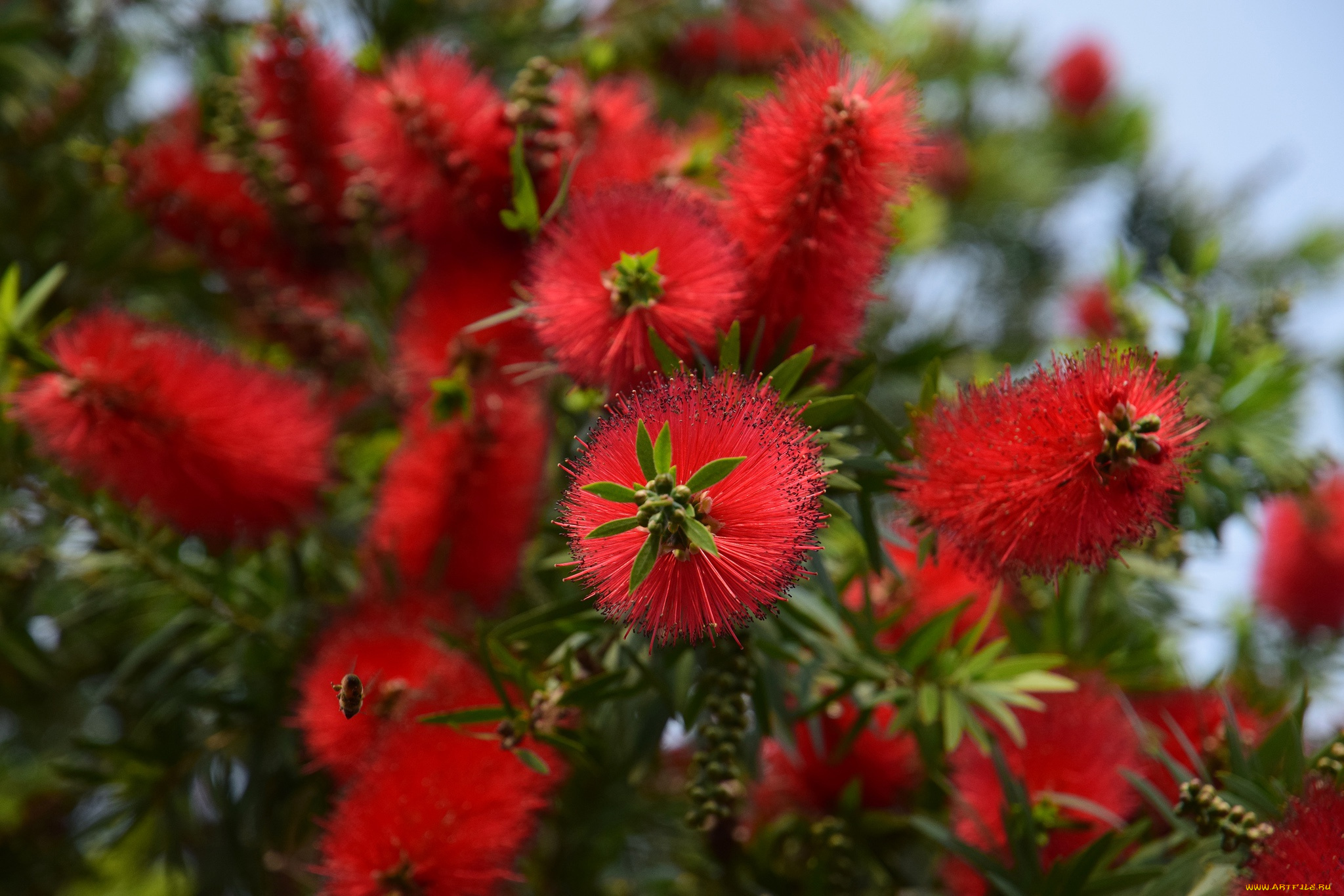 цветы, каллистемон, красные, экзотические
