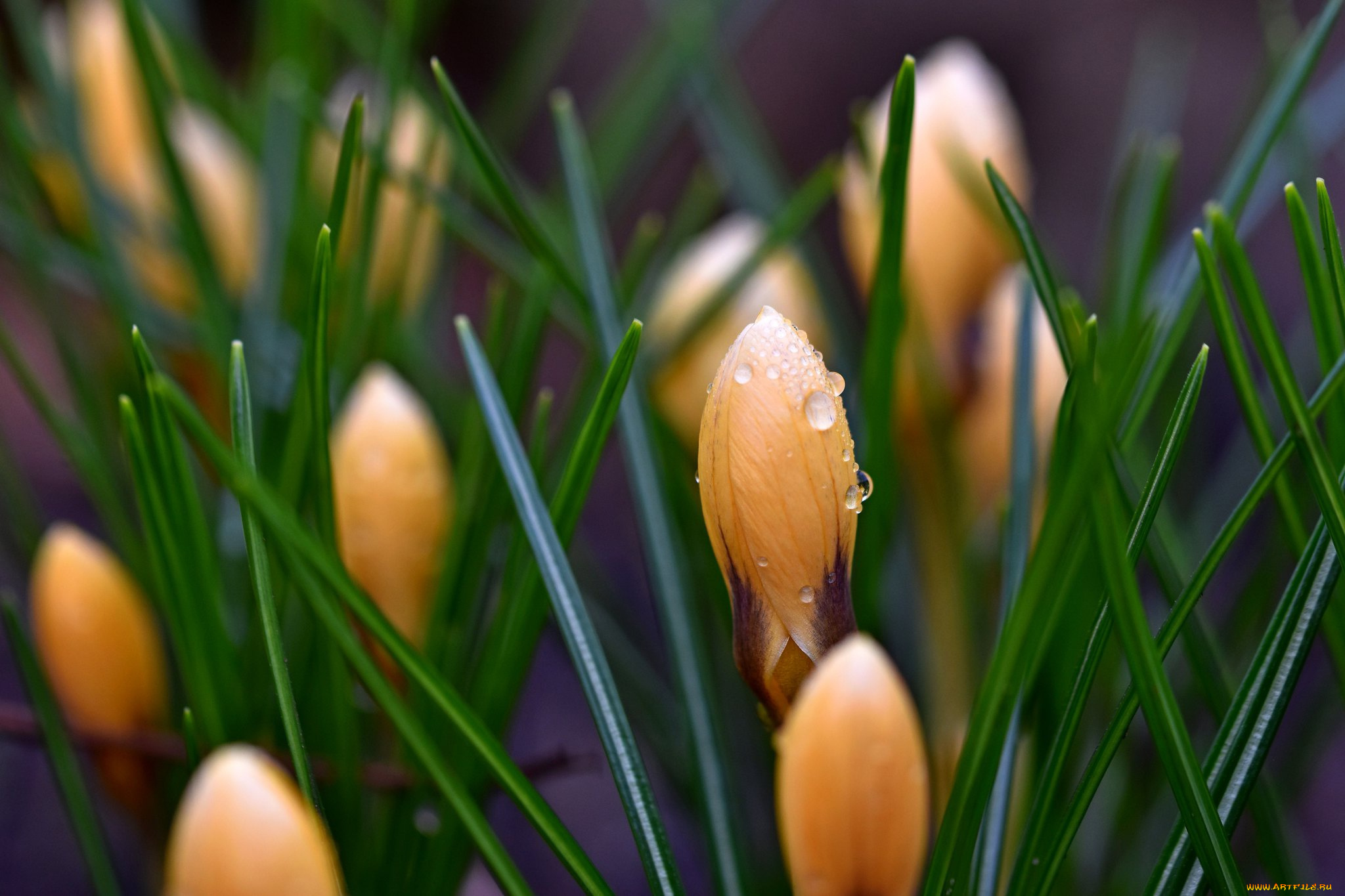 цветы, крокусы, капли, желтые