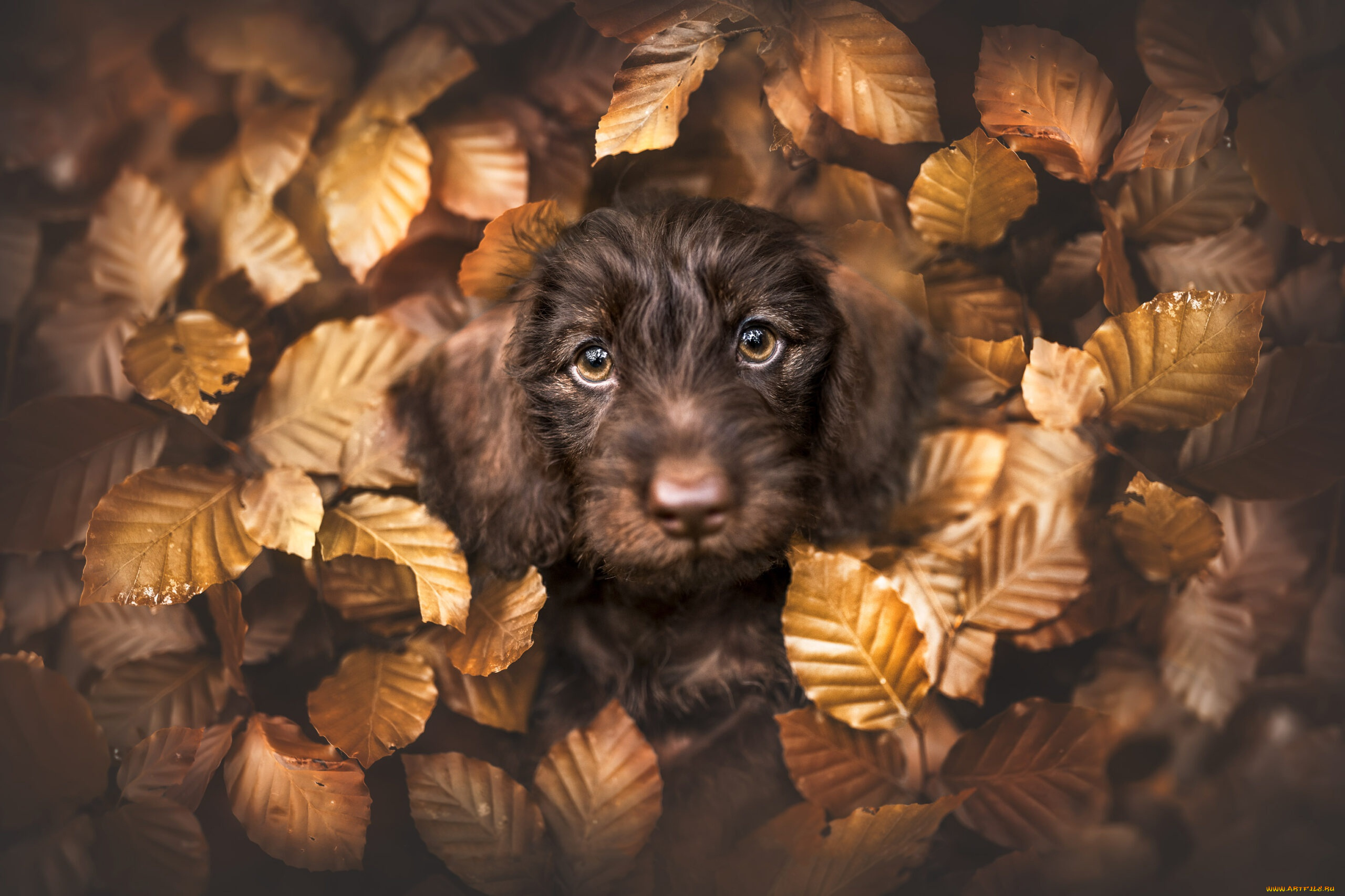 животные, собаки, собака