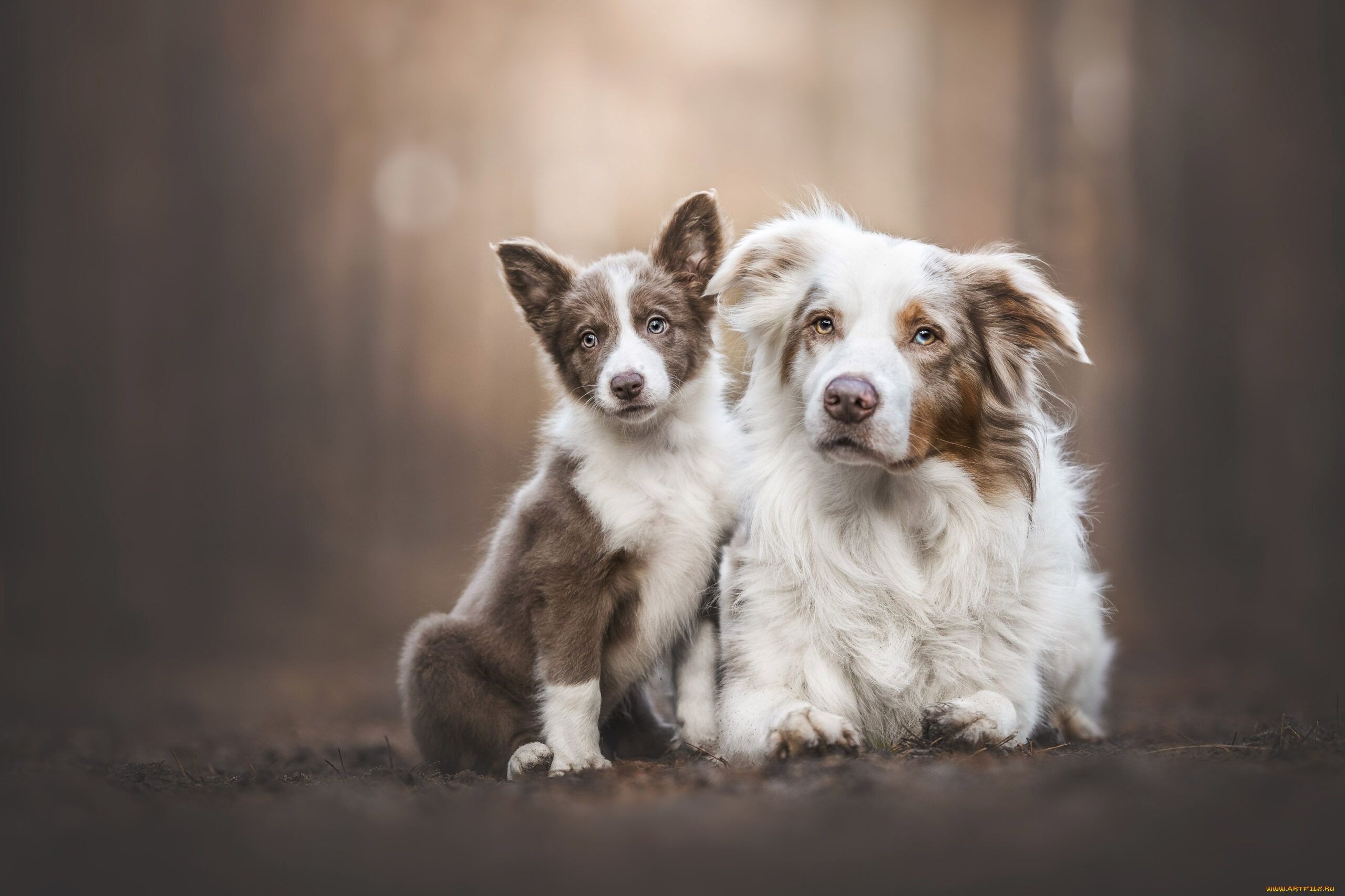 животные, собаки, собака