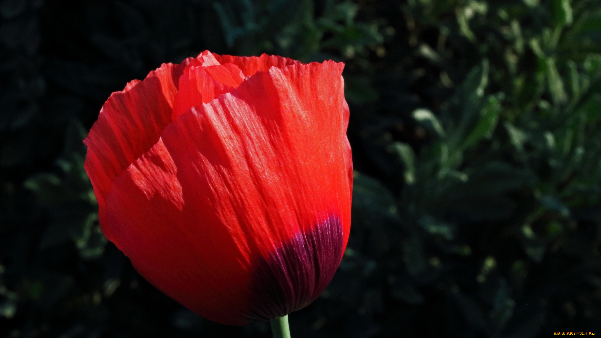 цветы, маки, алый, мак, бутон, макро