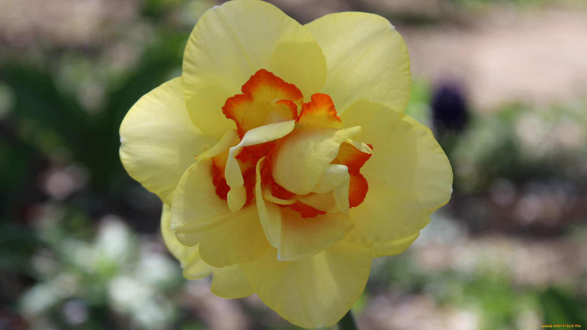 цветы, нарциссы, желтый, нарцисс, макро