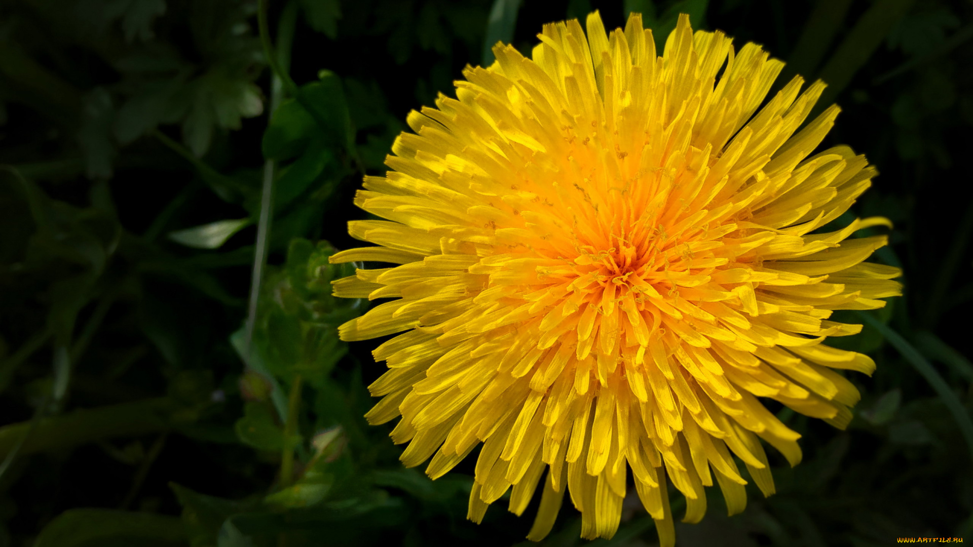 цветы, одуванчики, желтый, одуванчик, макро