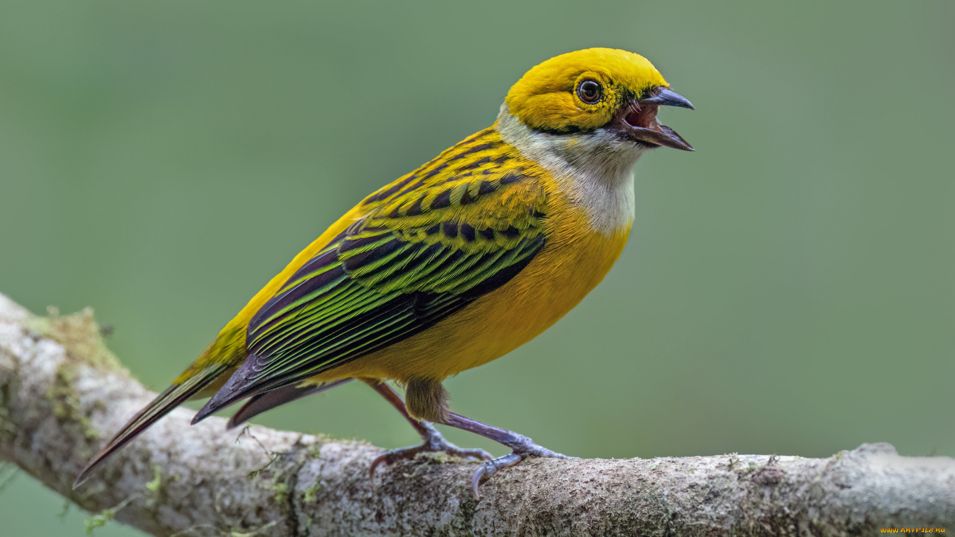 серебрянный, танагер, животные, птицы, серебрянный, танагер, птица, фауна, дикая, природа