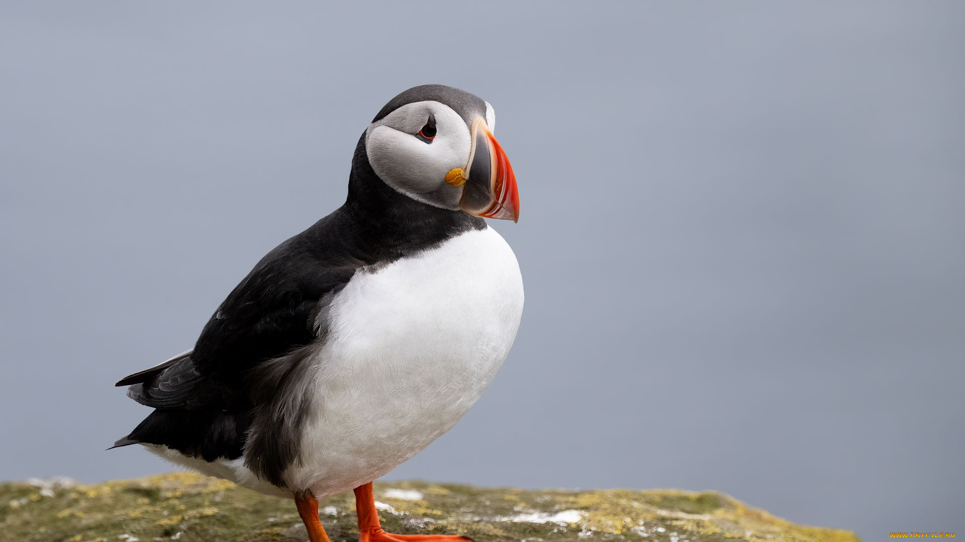 тупик, животные, тупики, фауна, дикая, природа