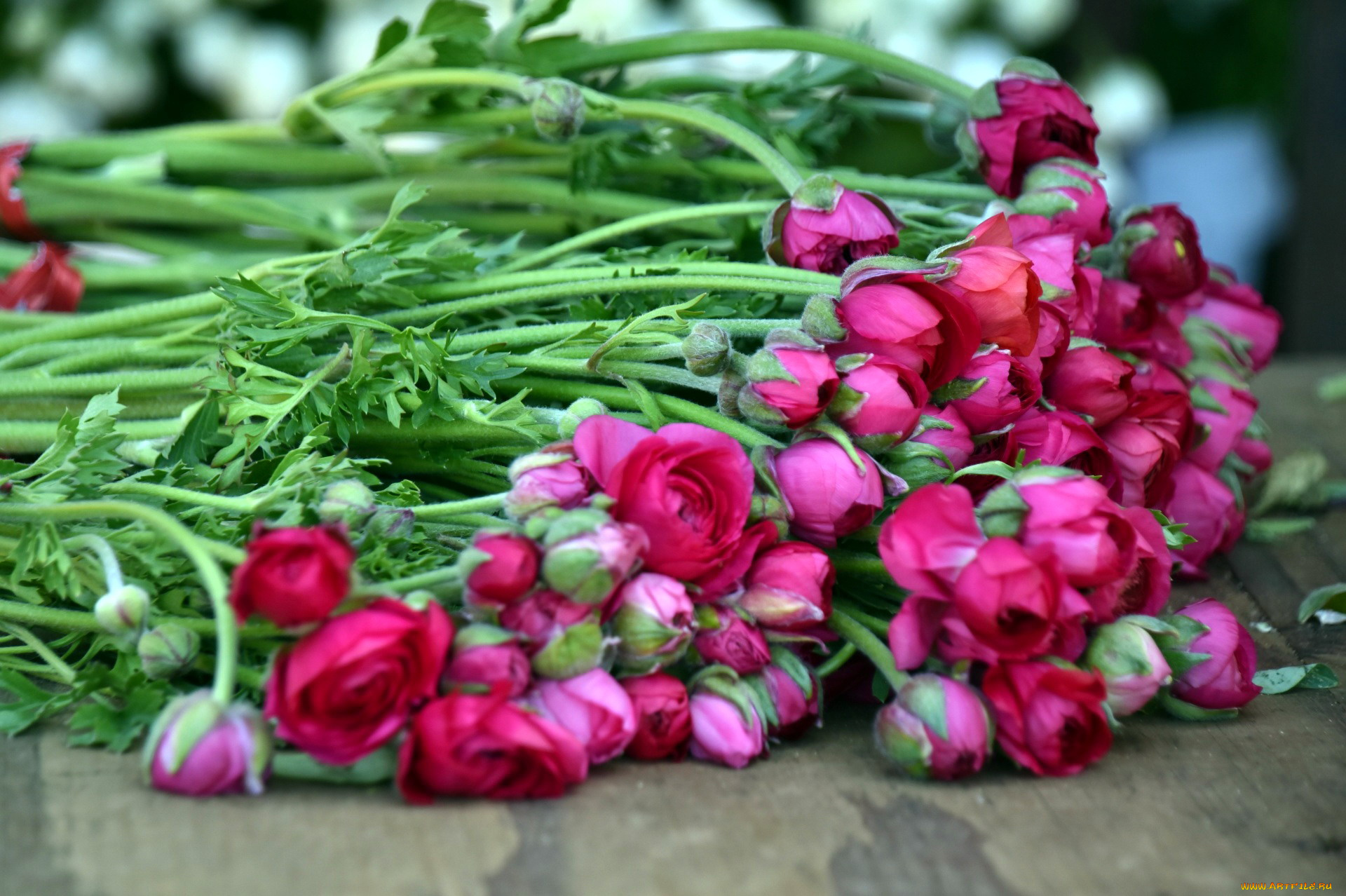 цветы, ранункулюс, , азиатский, лютик, розовый, ранункулюс, много, бутоны