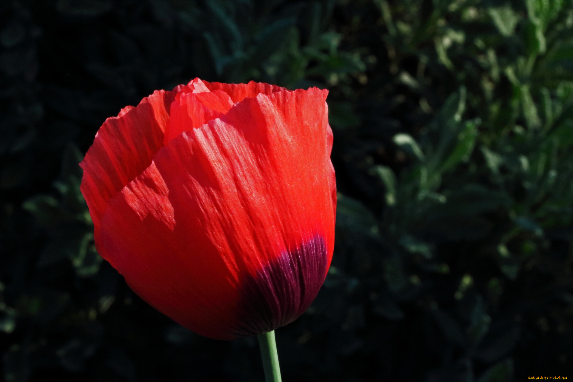 цветы, маки, алый, мак, бутон, макро