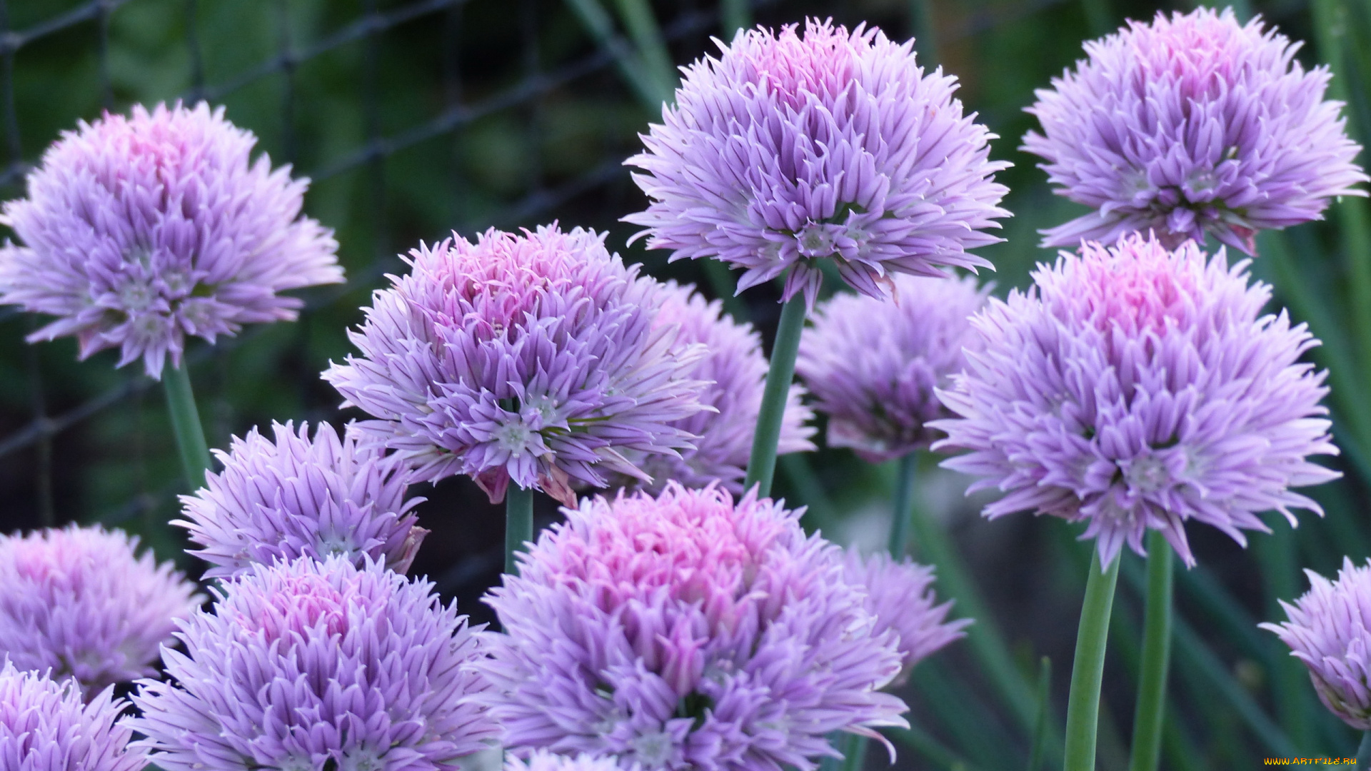 цветы, аллиум, , декоративный, лук, сиреневые, соцветия