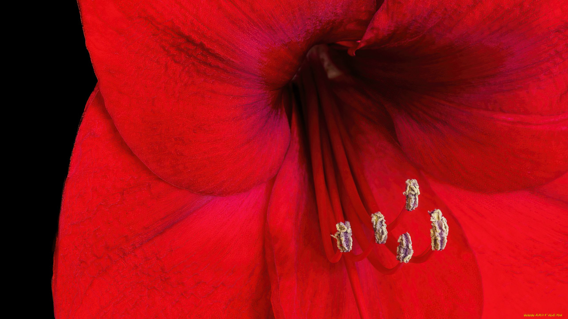 цветы, амариллисы, , гиппеаструмы, алый, макро